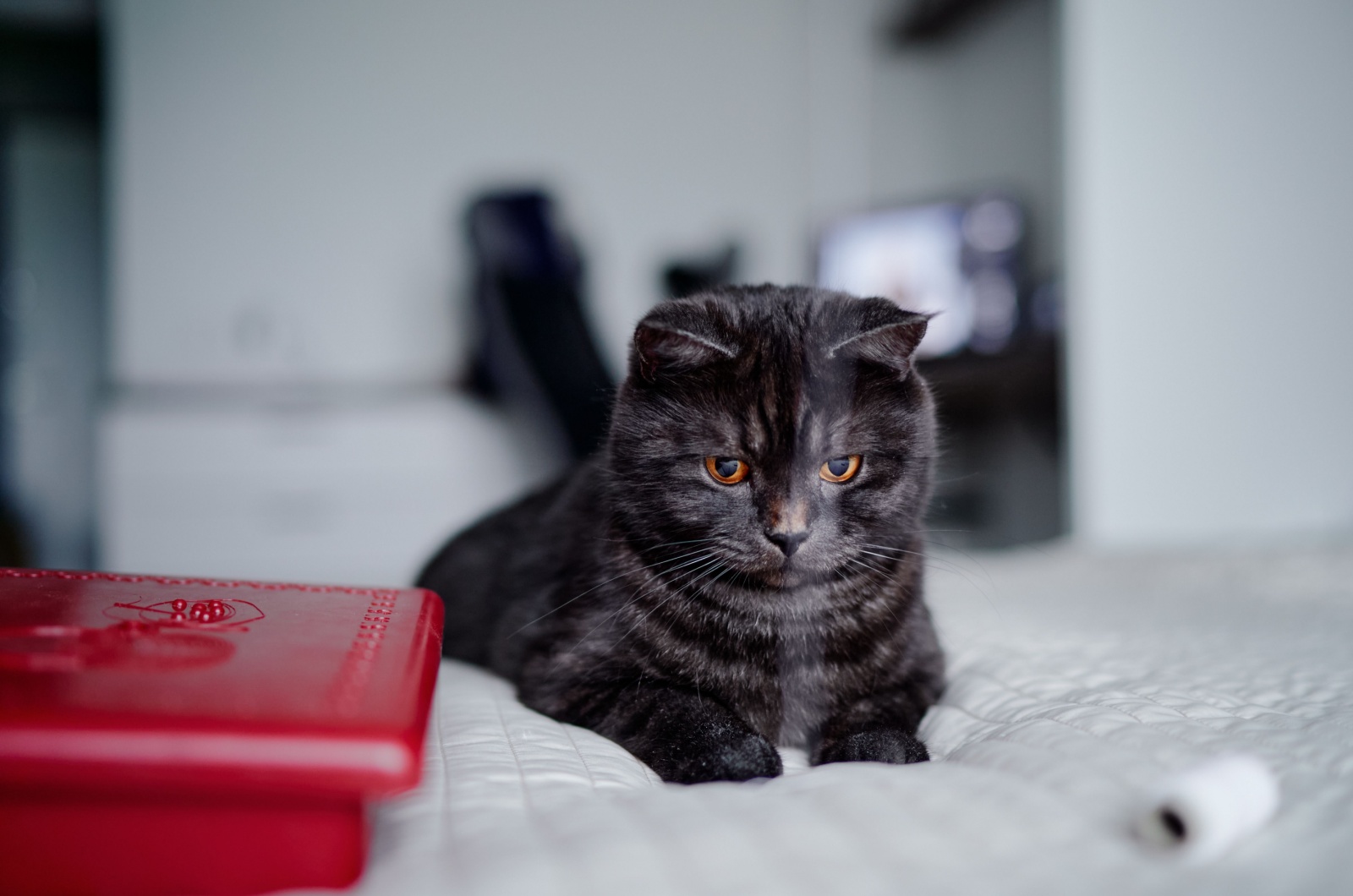 black scottish cat