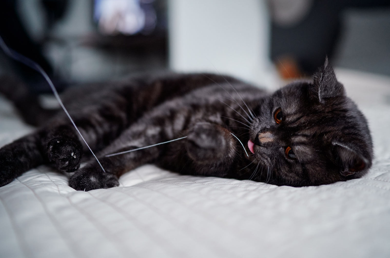 black tabby playing