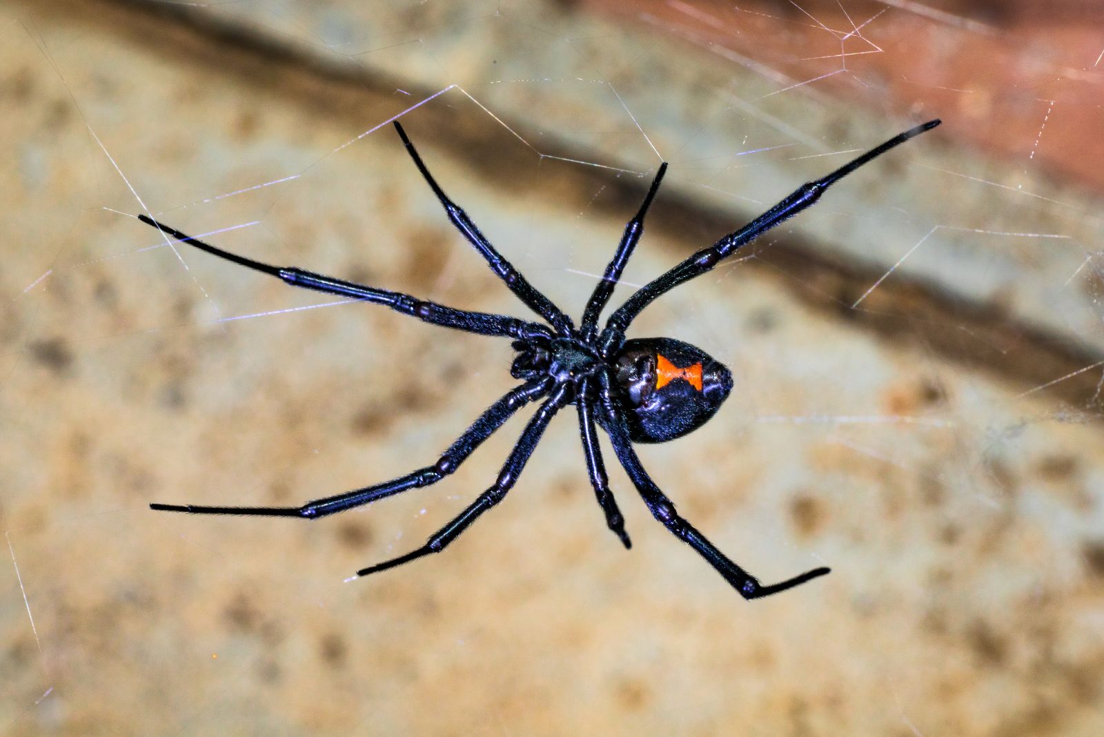 black widow spider