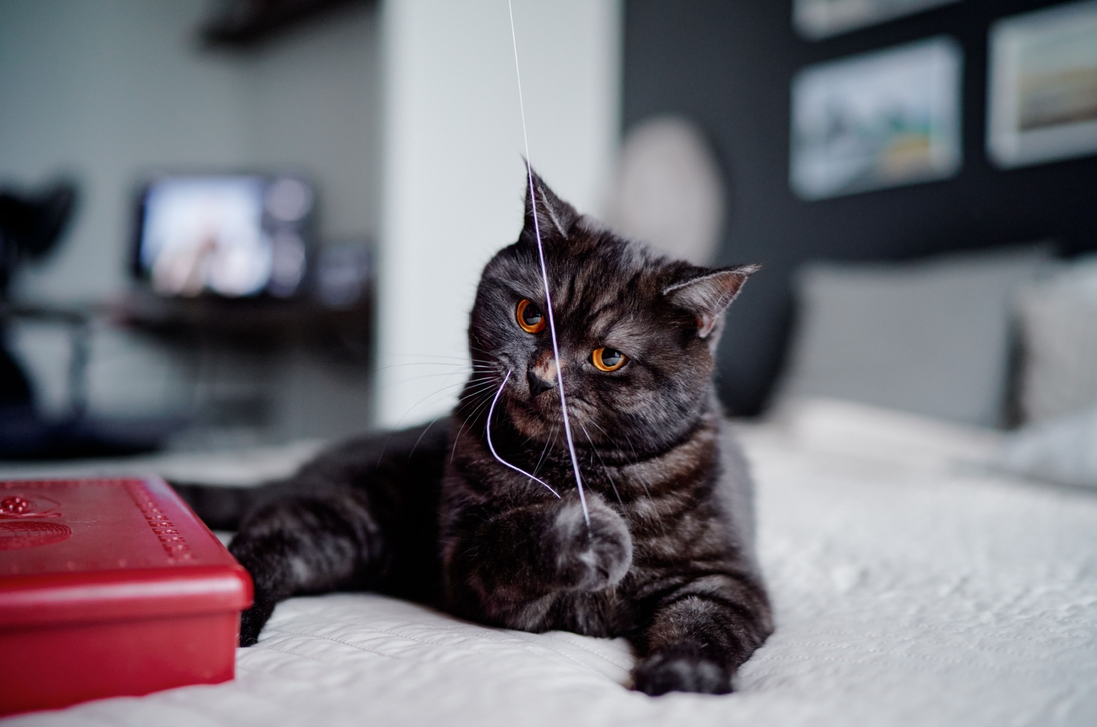 blacky scottish cat