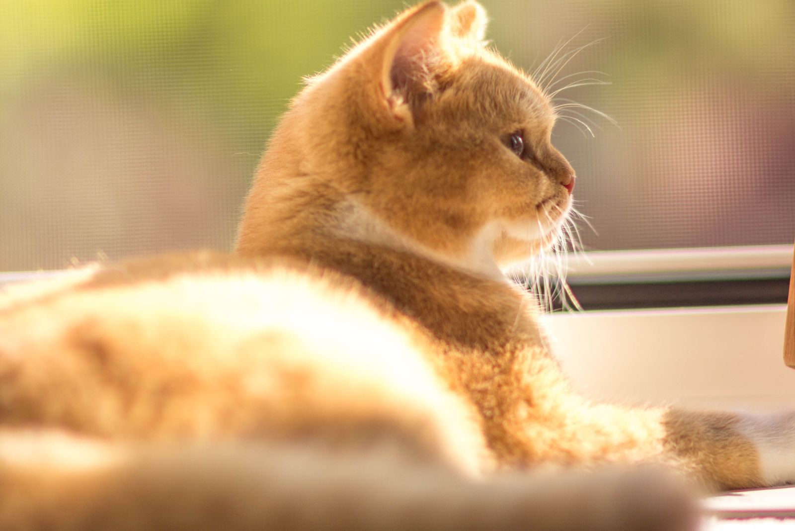 blonde british shorthair