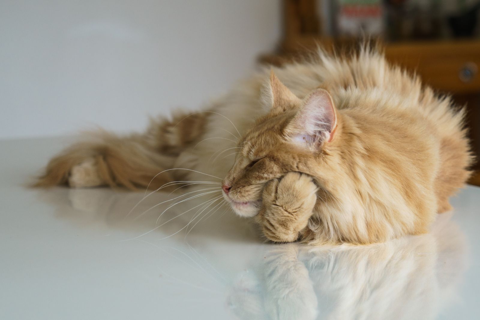 blonde maine coon