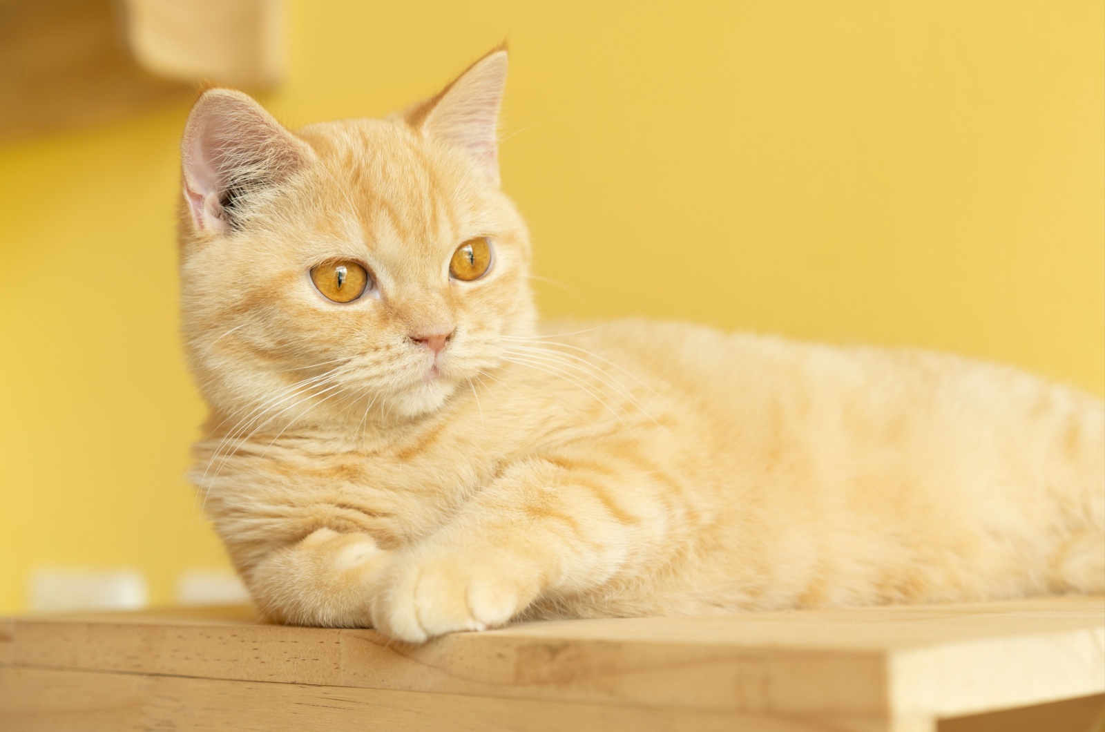 blonde munchkin cat