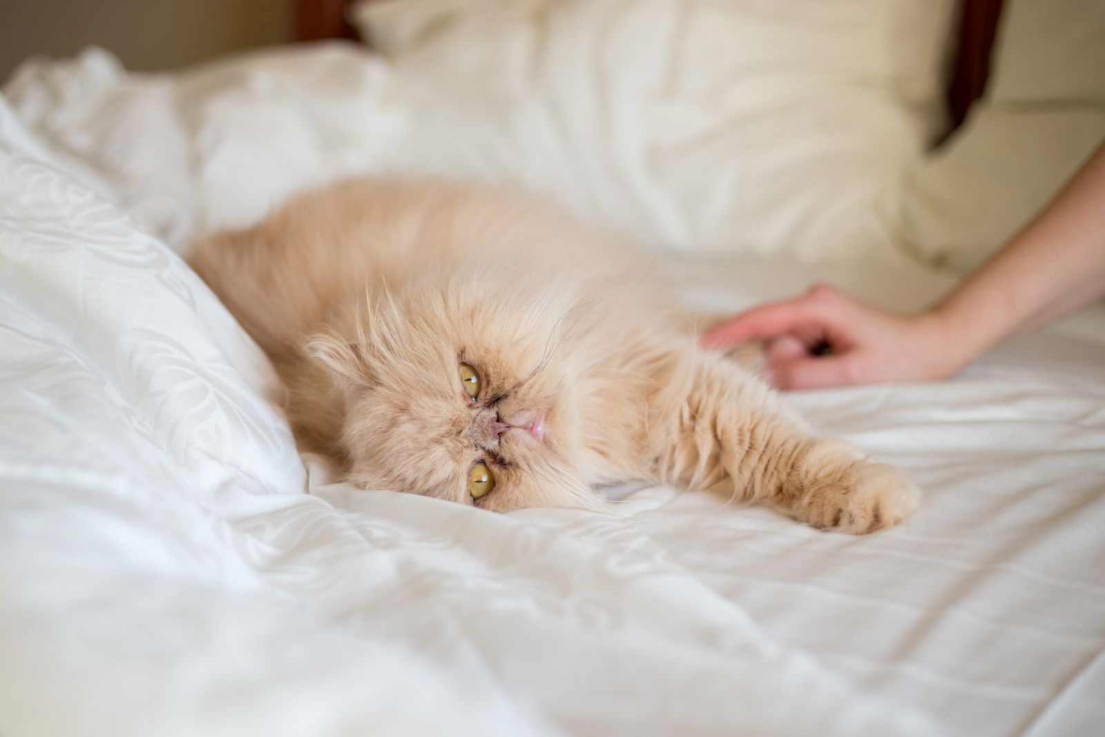 blonde persian cat