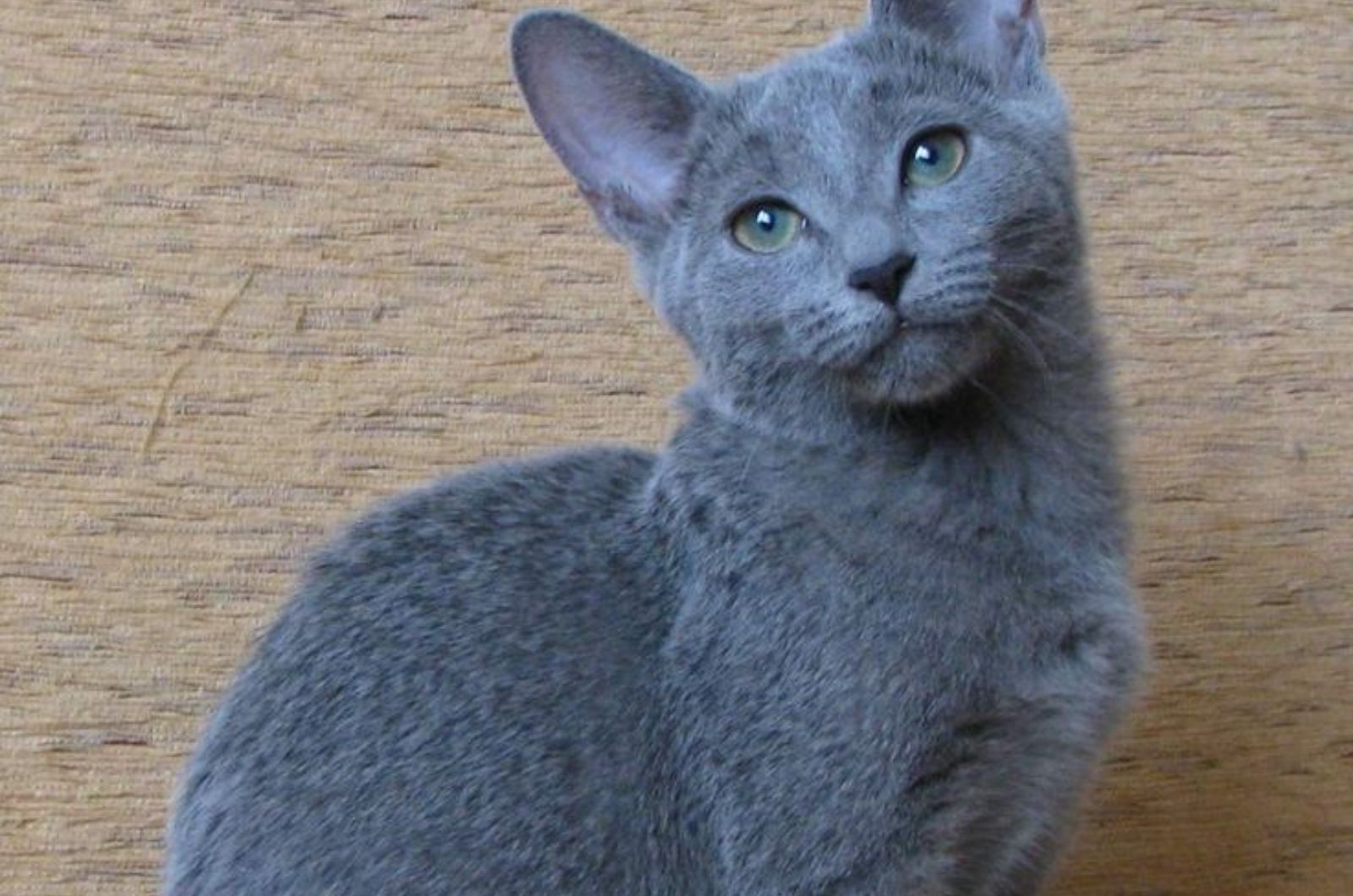 blue color cat