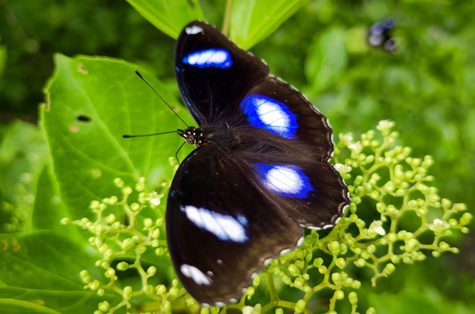 blue moon butterfly