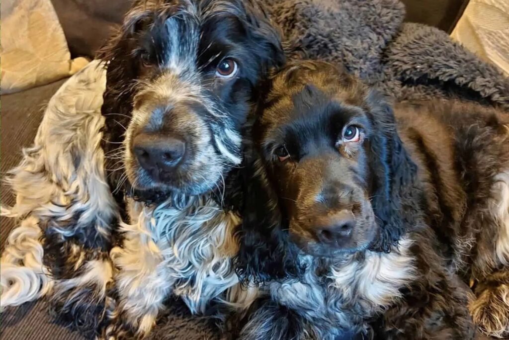 blue roan cocker spaniels