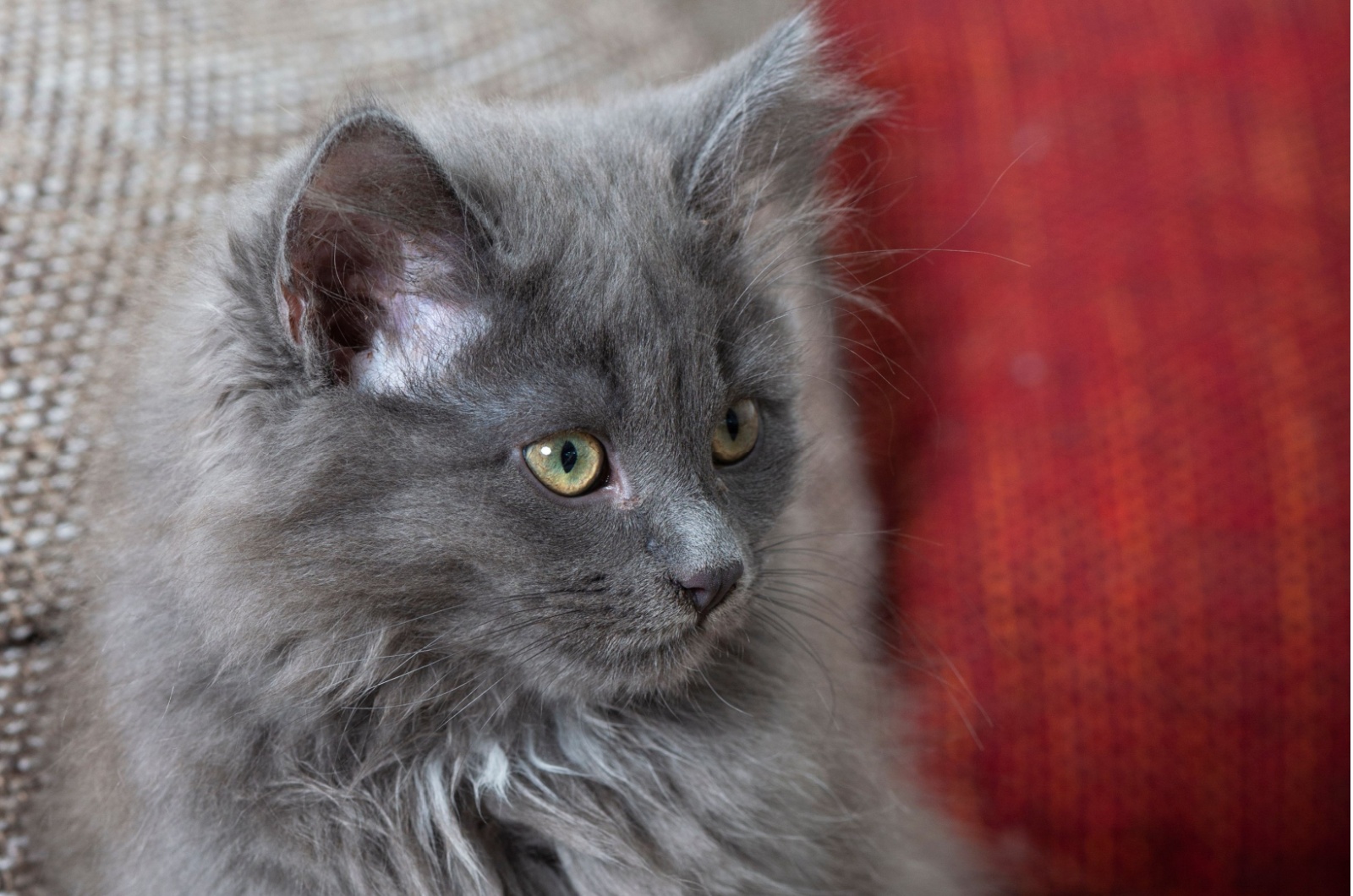 Siberian kitten