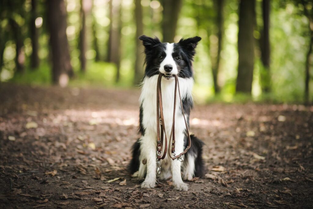 border collie