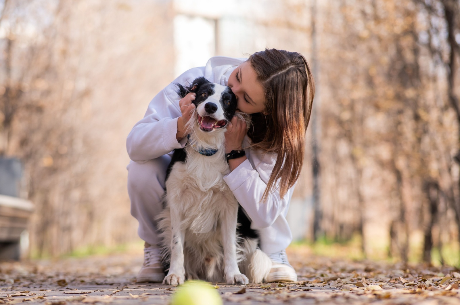 border collie and girl