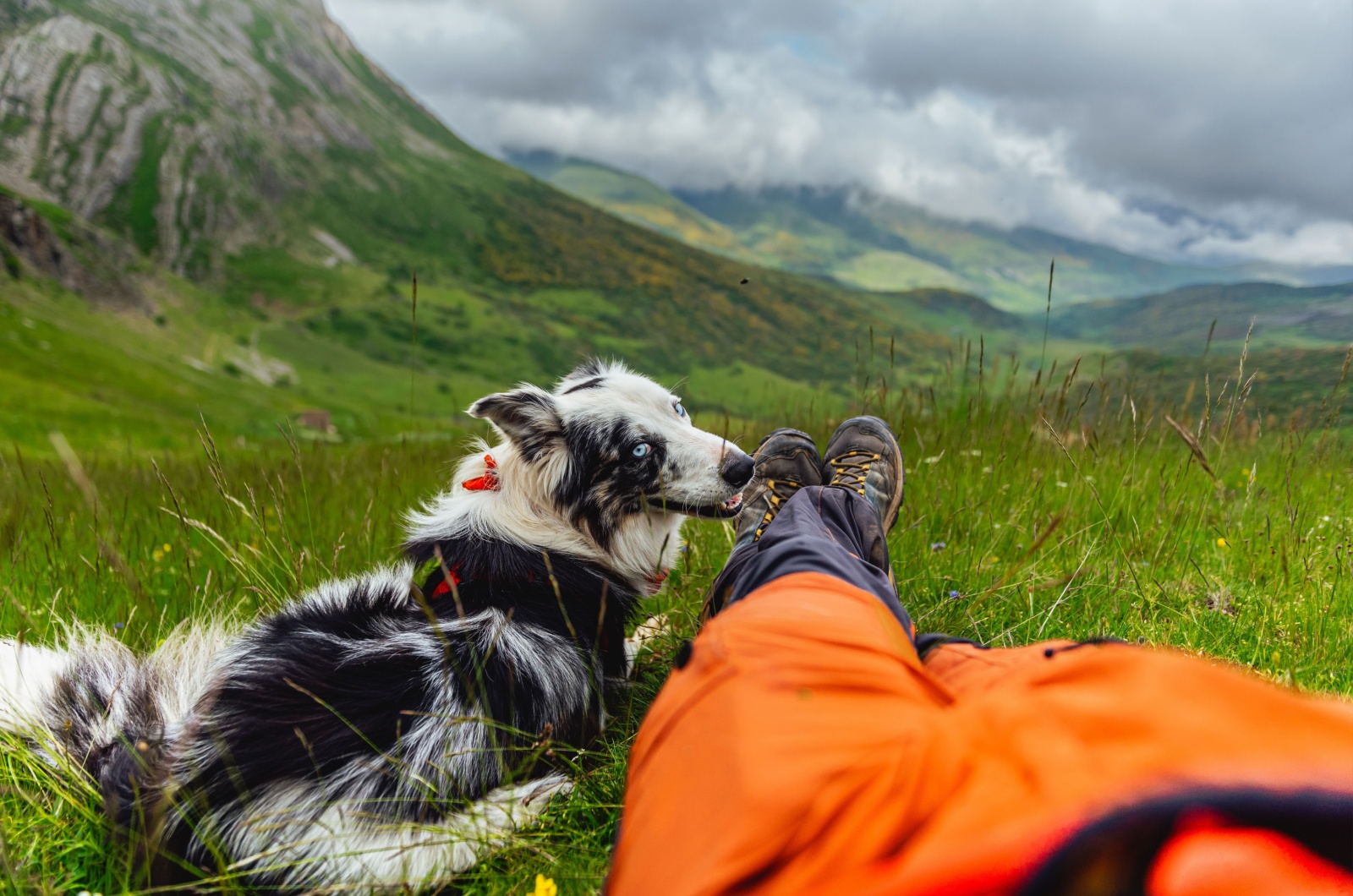 border collie on mountain