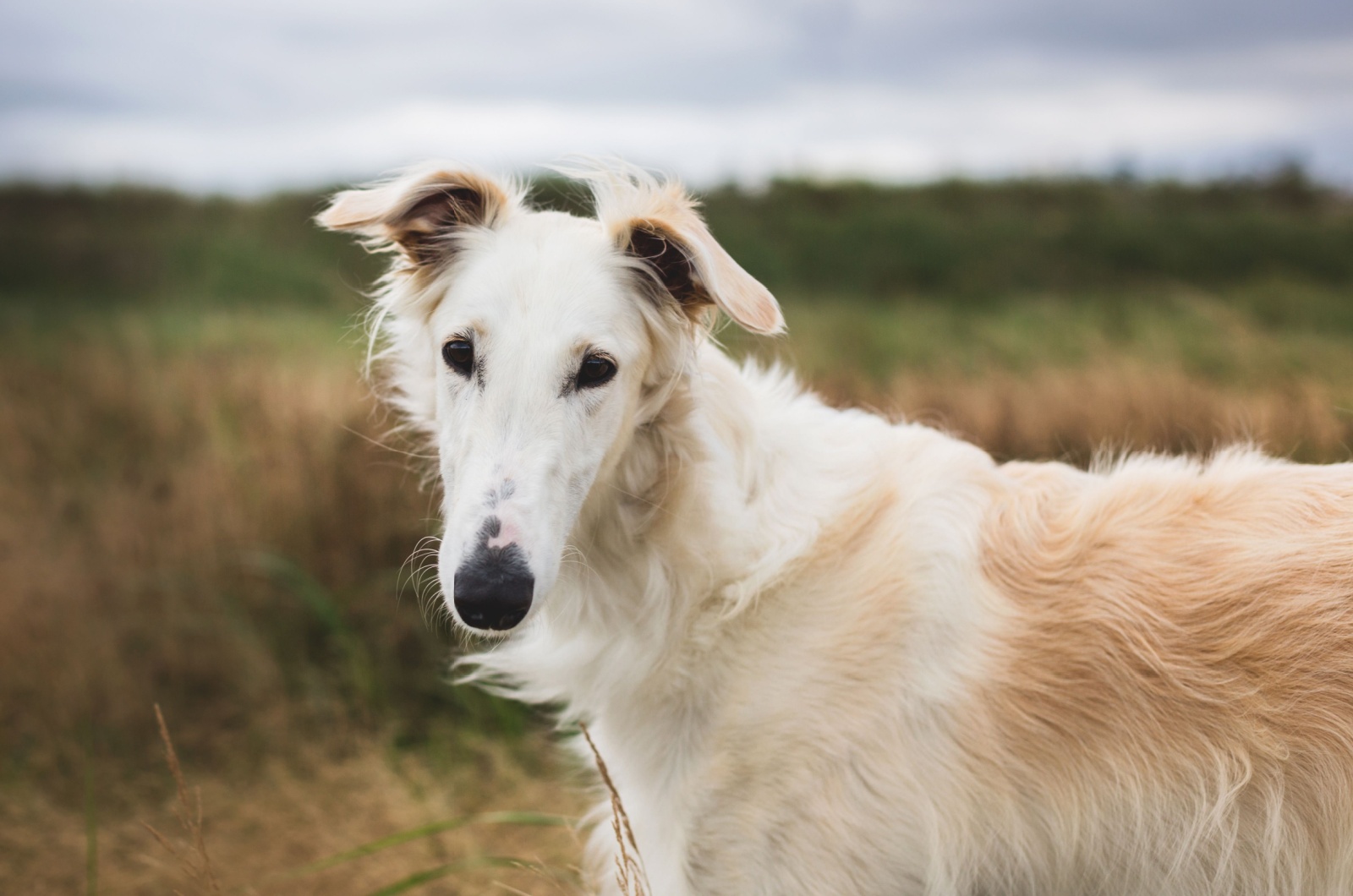 borzoi