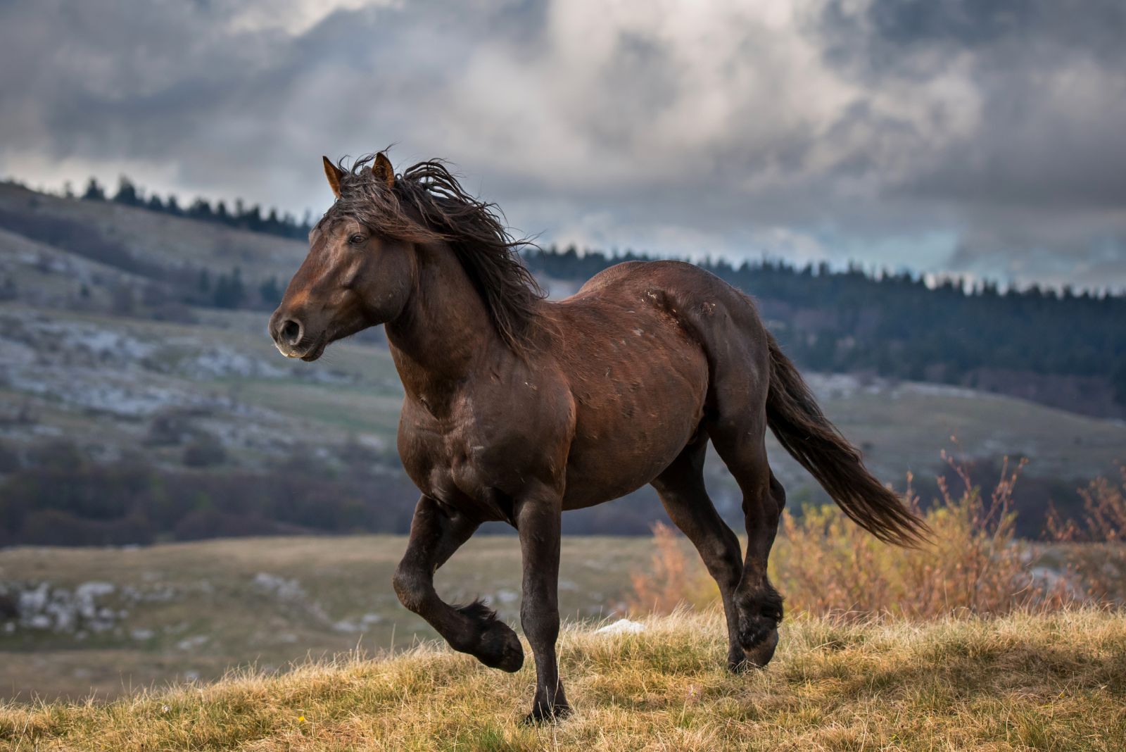 bosnian mountain horse