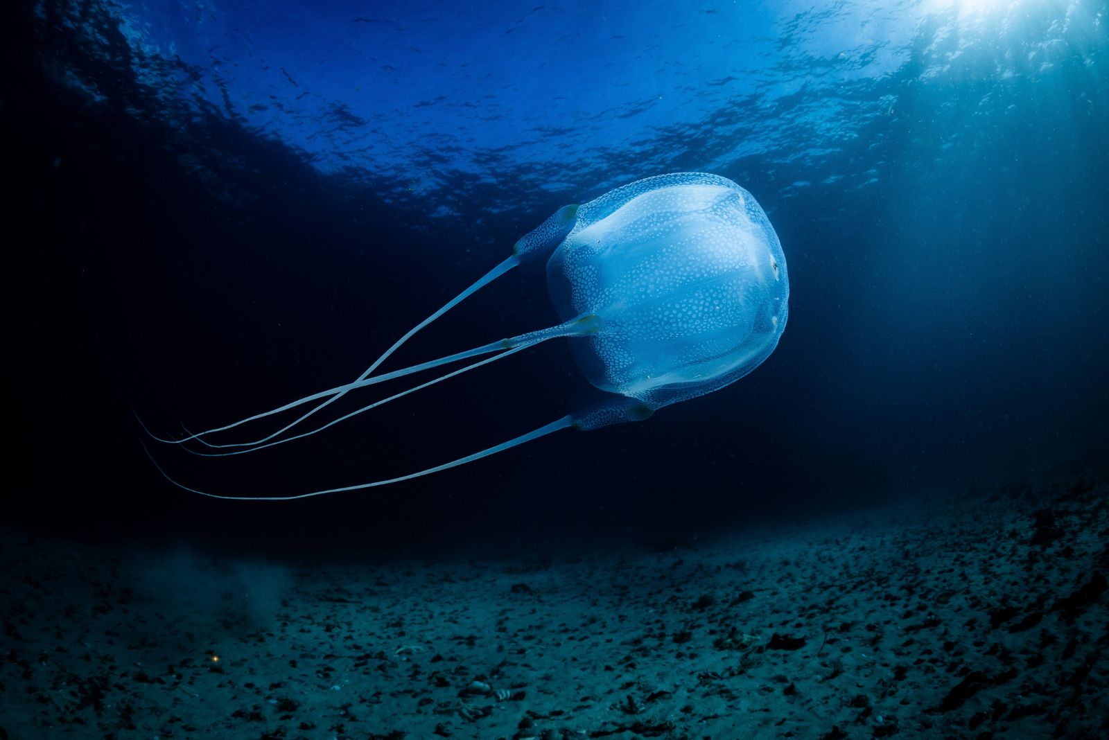 box jellyfish