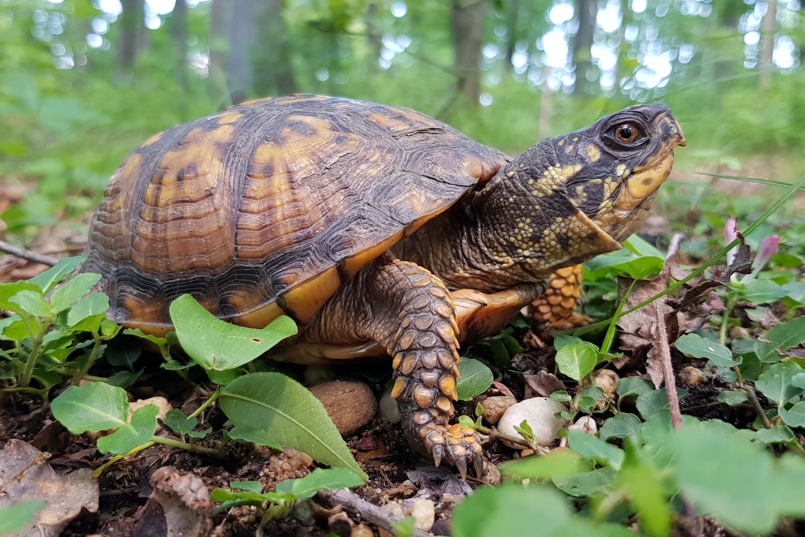 box turtle