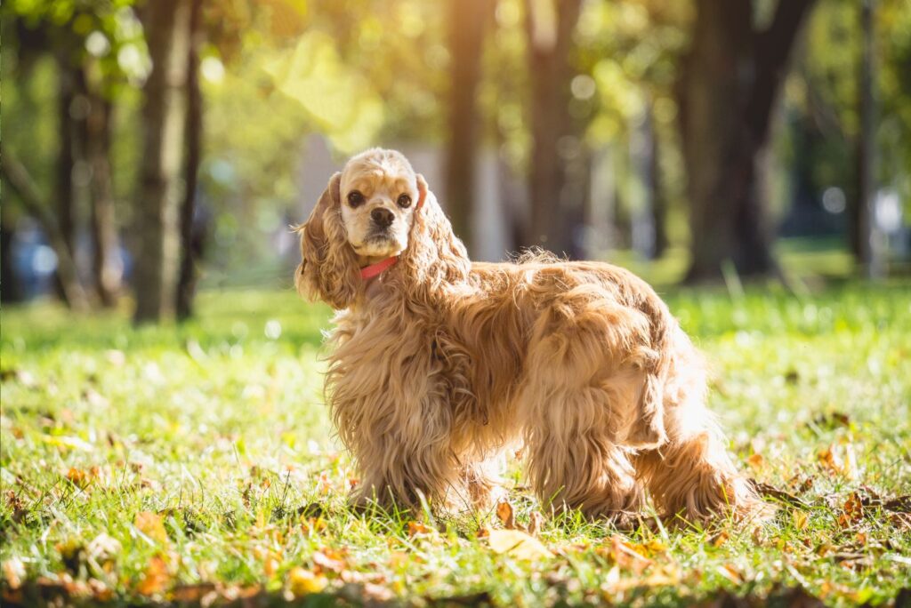 brown American Cocker Spaniel in the garden