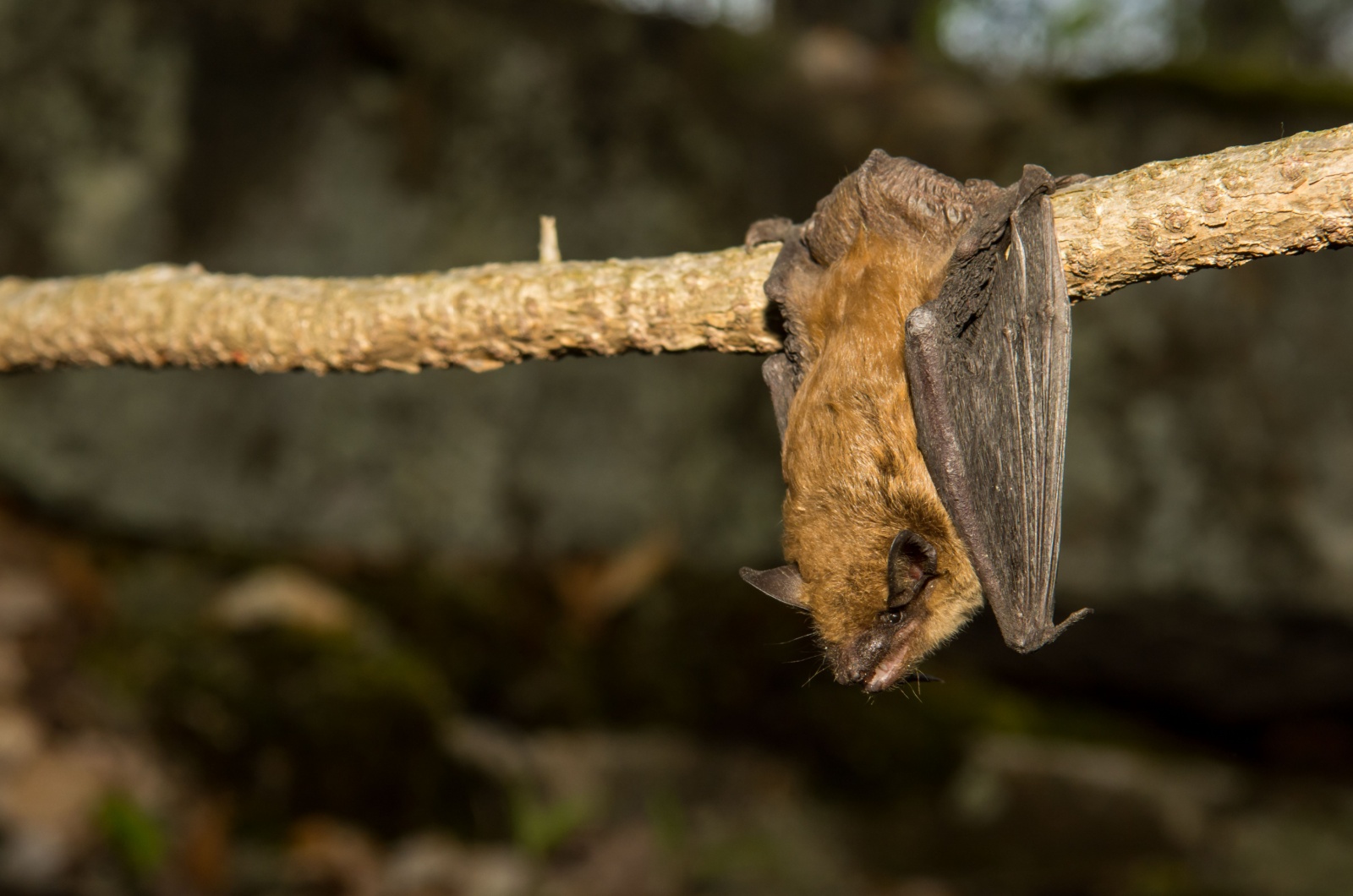 brown bat