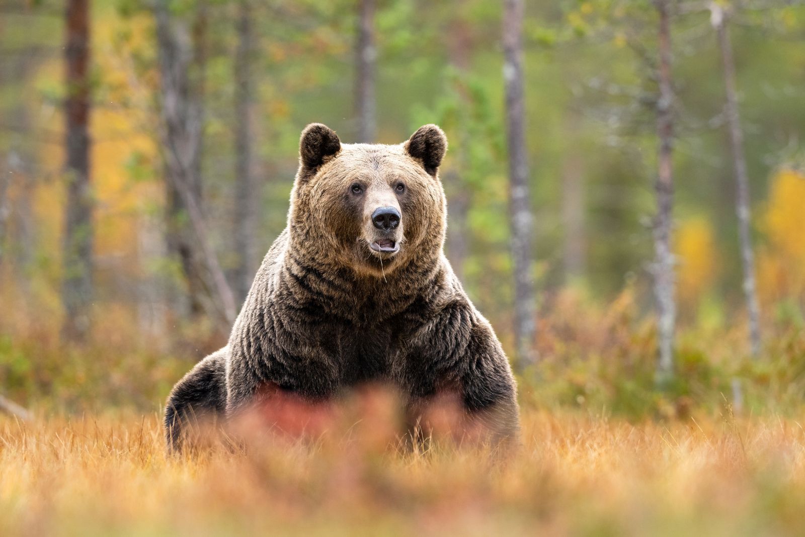 brown bear