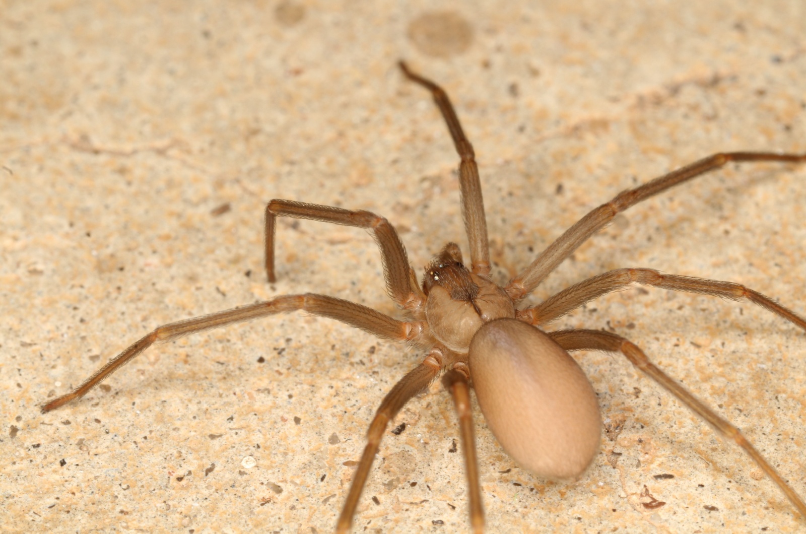 brown recluse spider