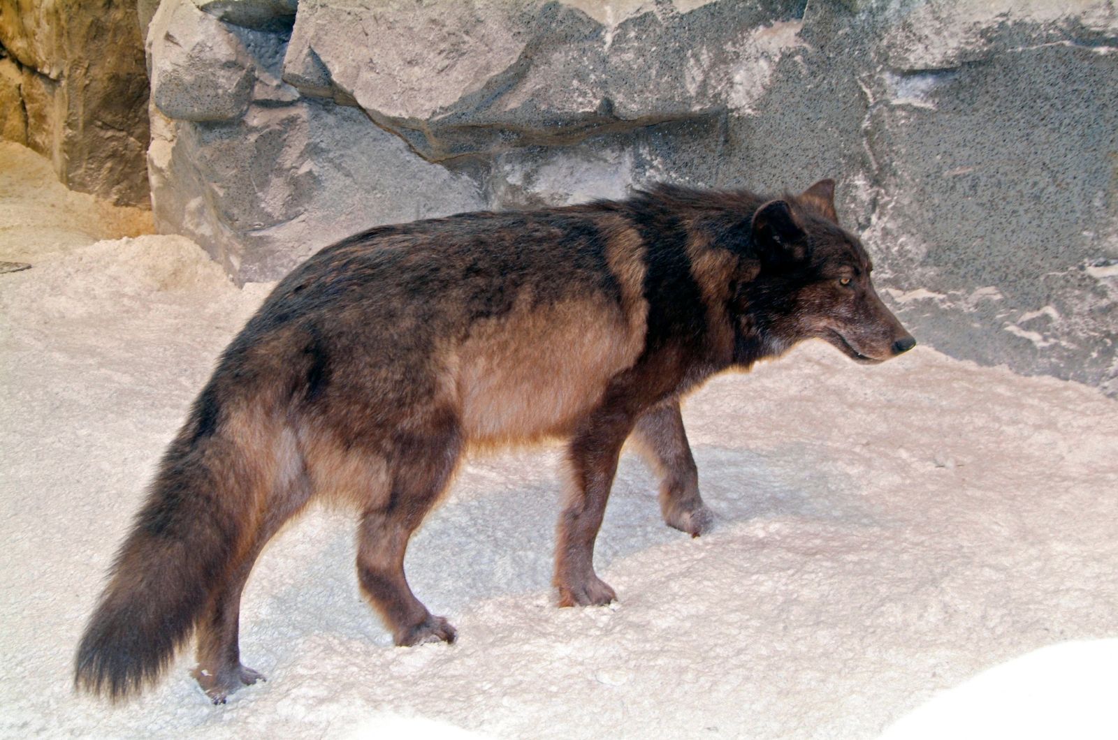 brown wolf