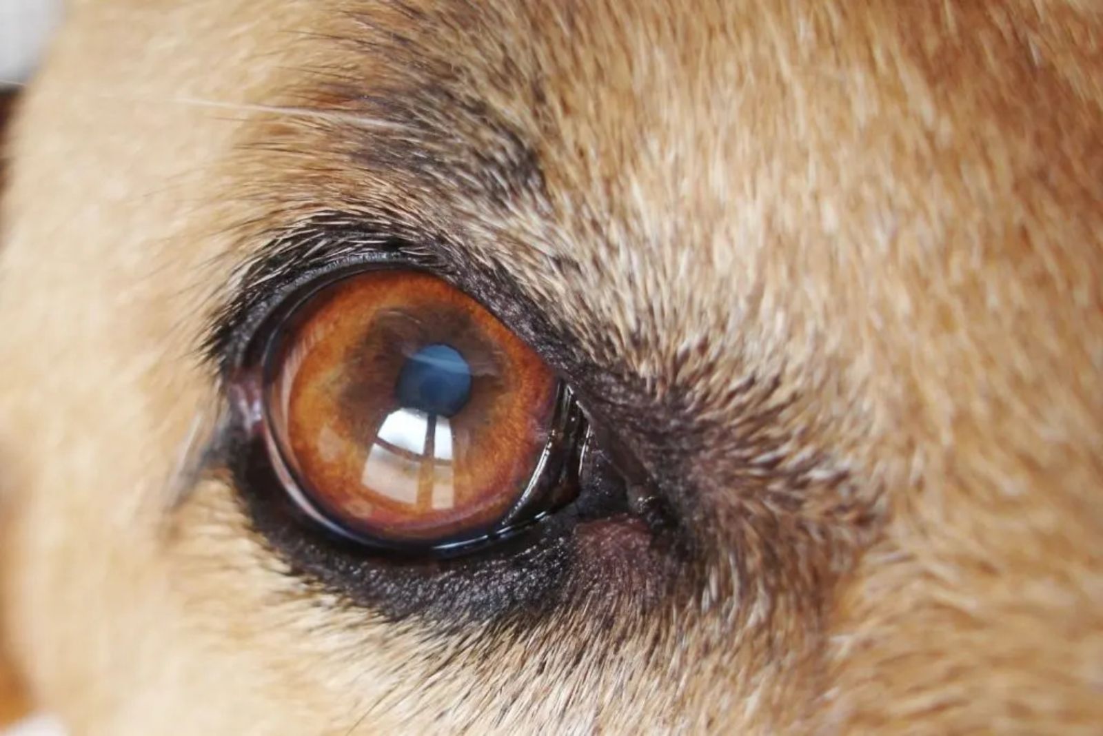 bullmastiff german shepherd mix dog eye