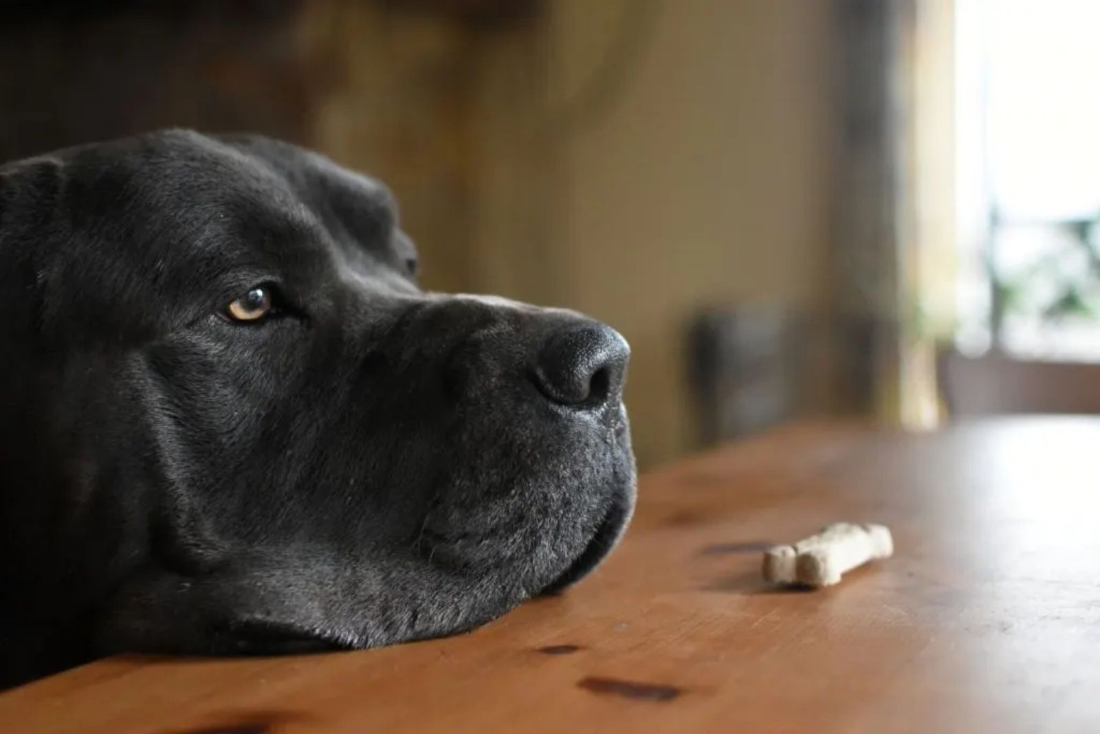 bullmastiff german shepherd mix dog looking at treat