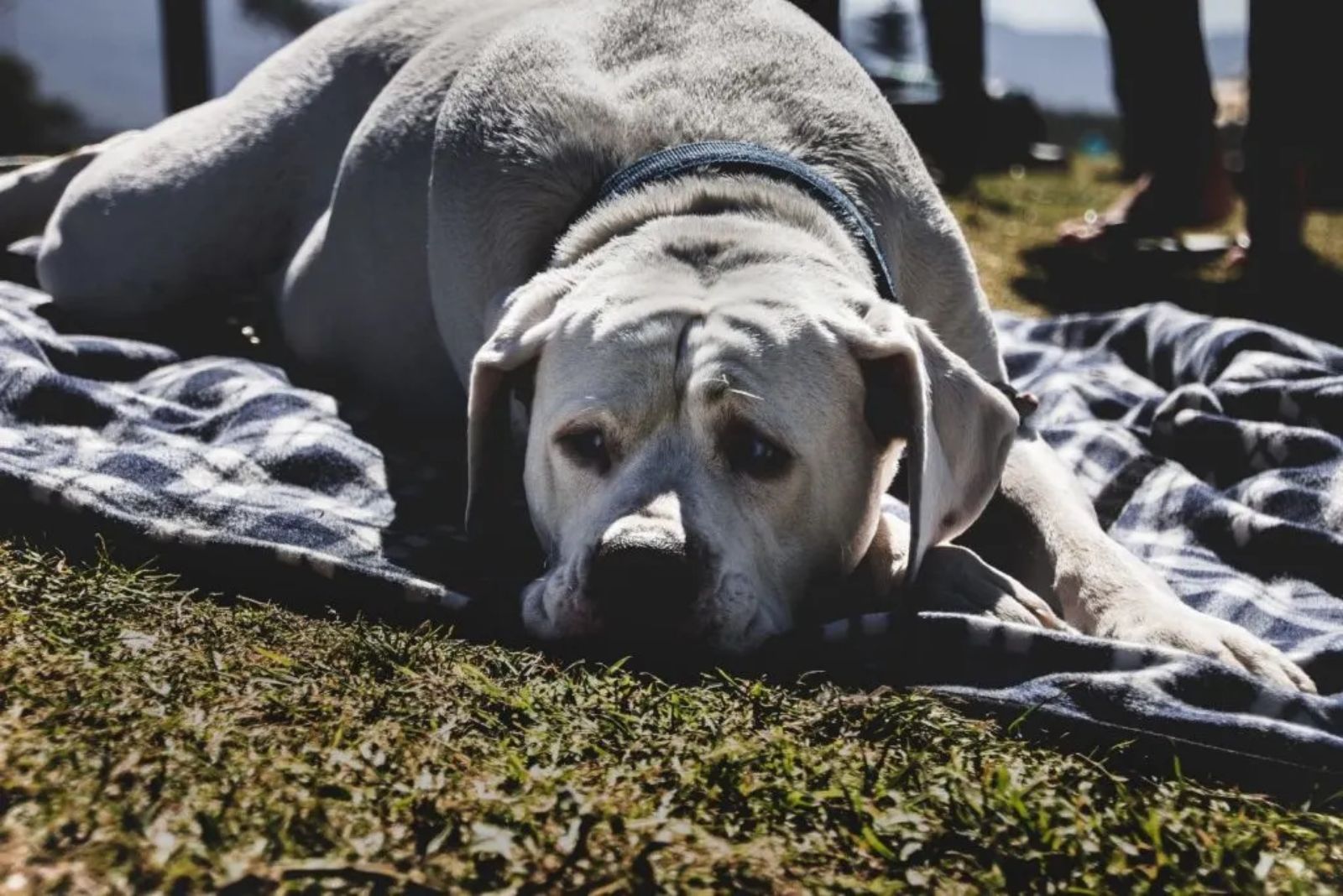 bullmastiff german shepherd mix dog lying on blanket outdoor