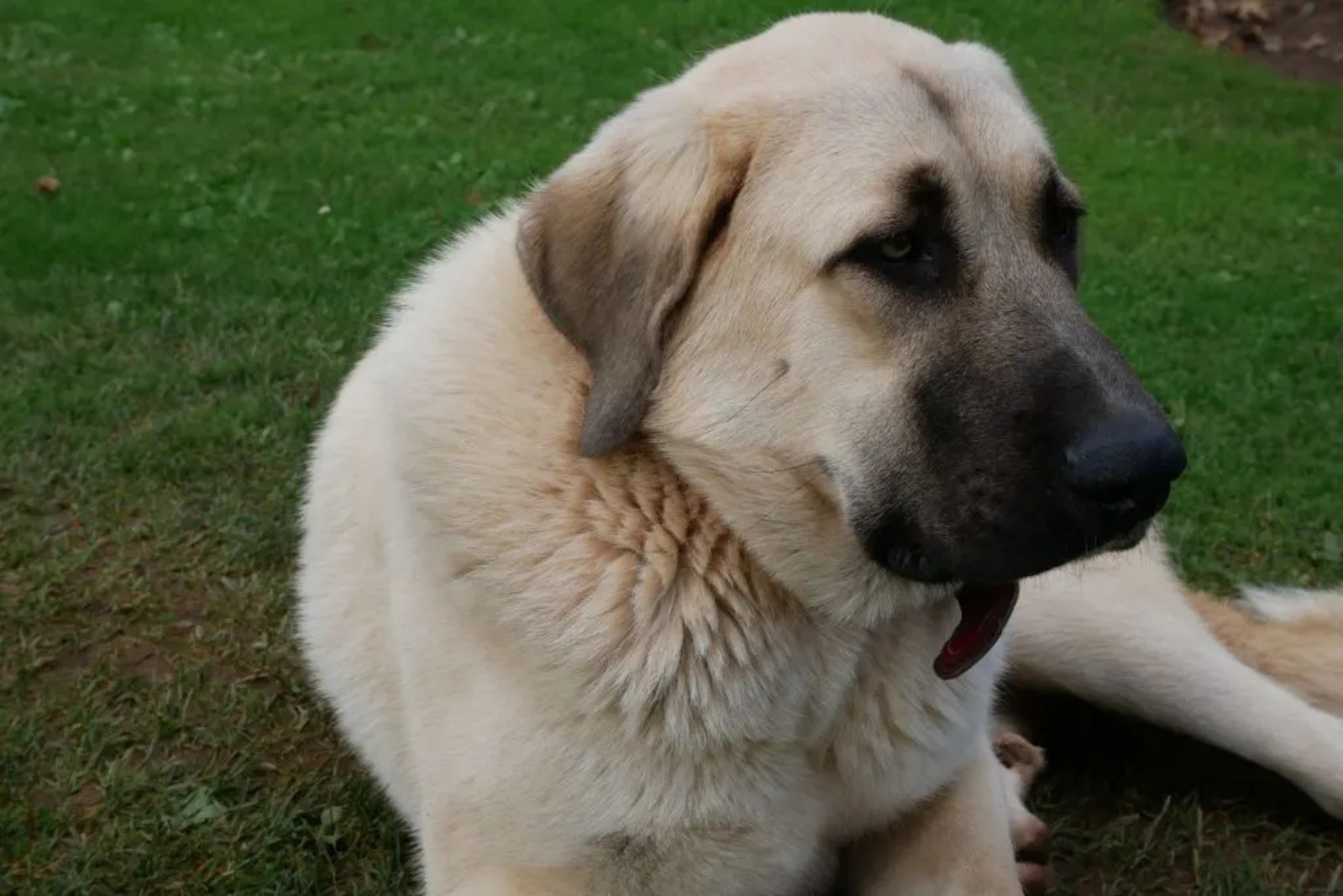 bullmastiff german shepherd mix dog on the grass