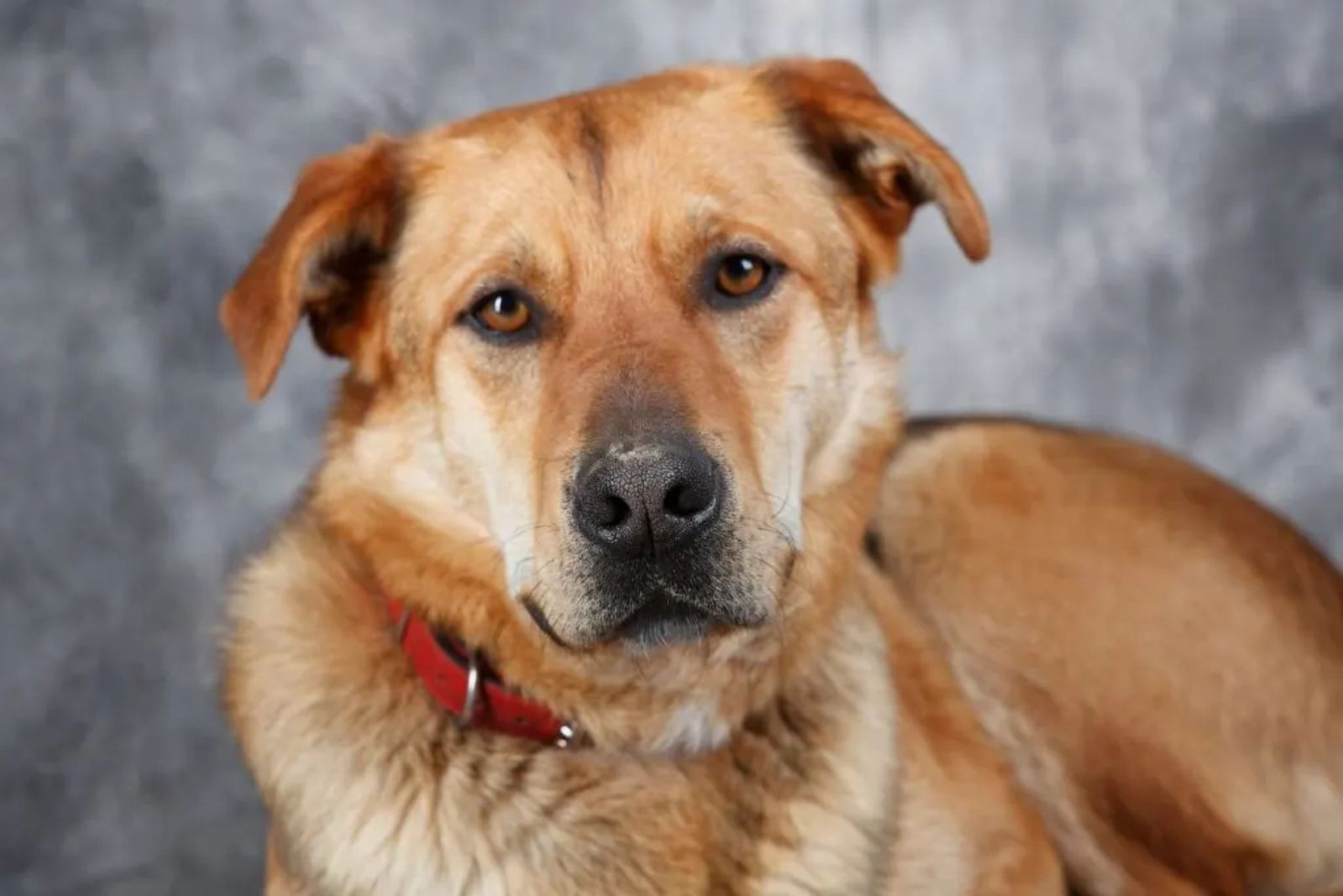 bullmastiff german shepherd mix dog posing