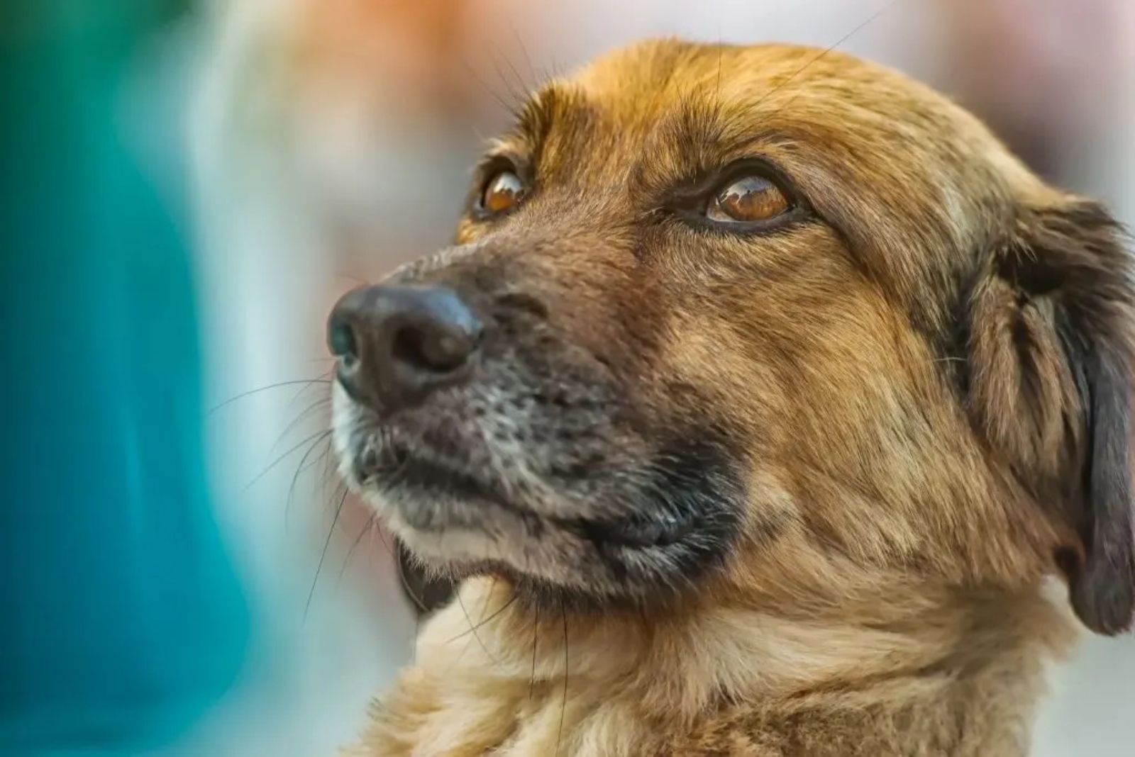 bullmastiff german shepherd mix dog