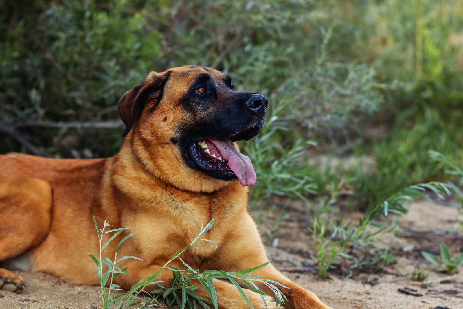 bullmastiff german shepherd mix