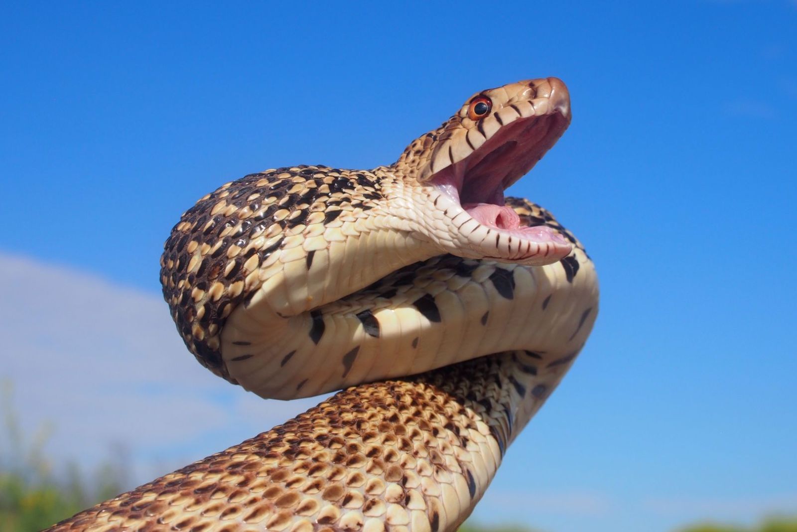 bullsnake hissing