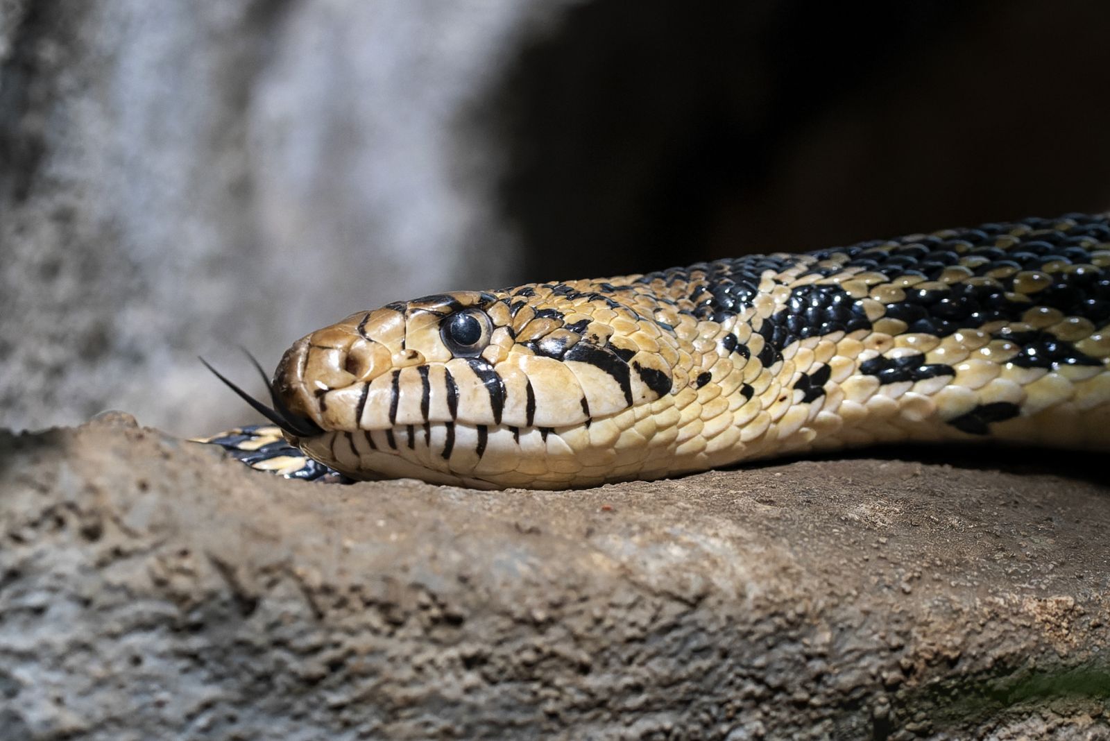 bullsnake on the ground