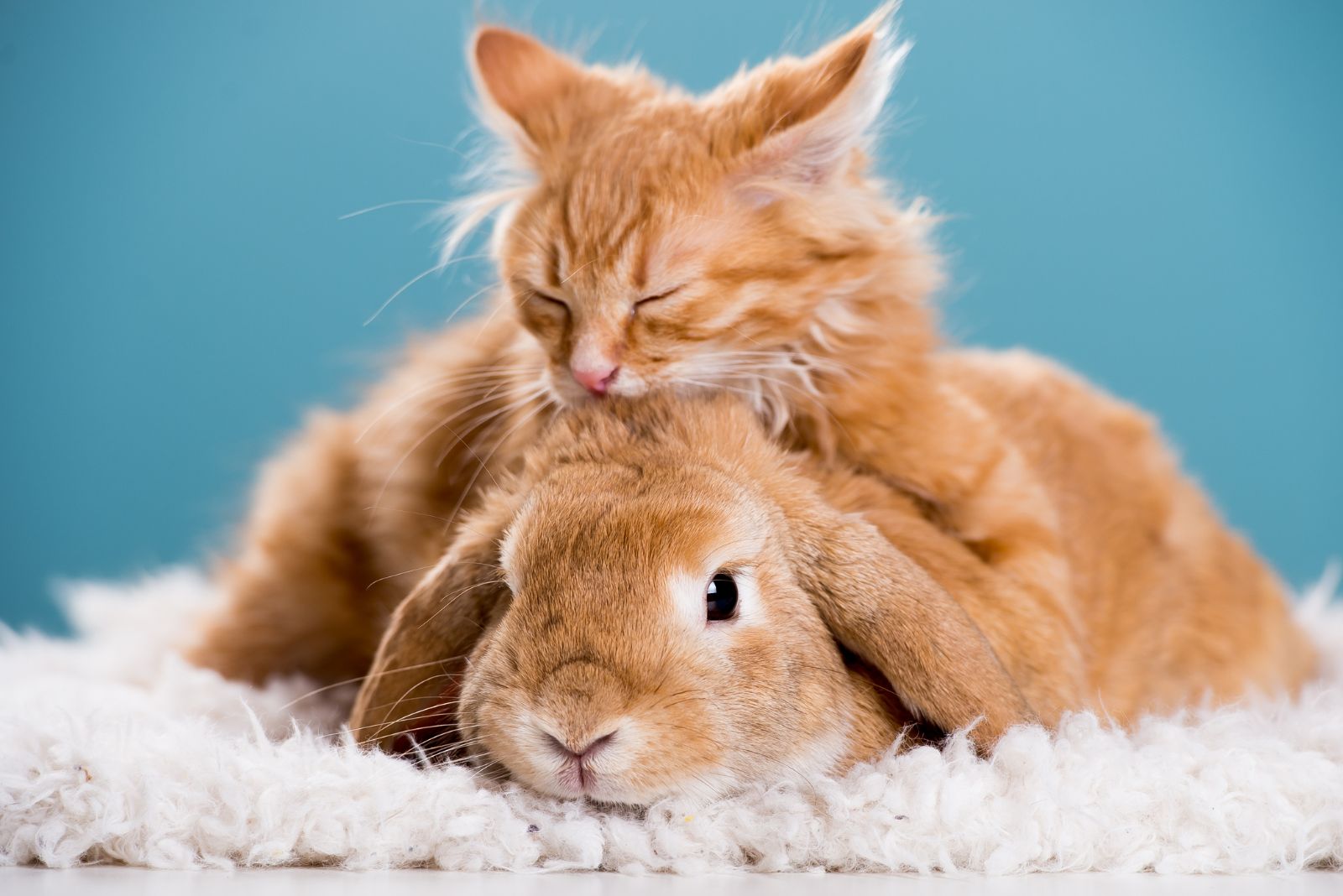 bunny and cat