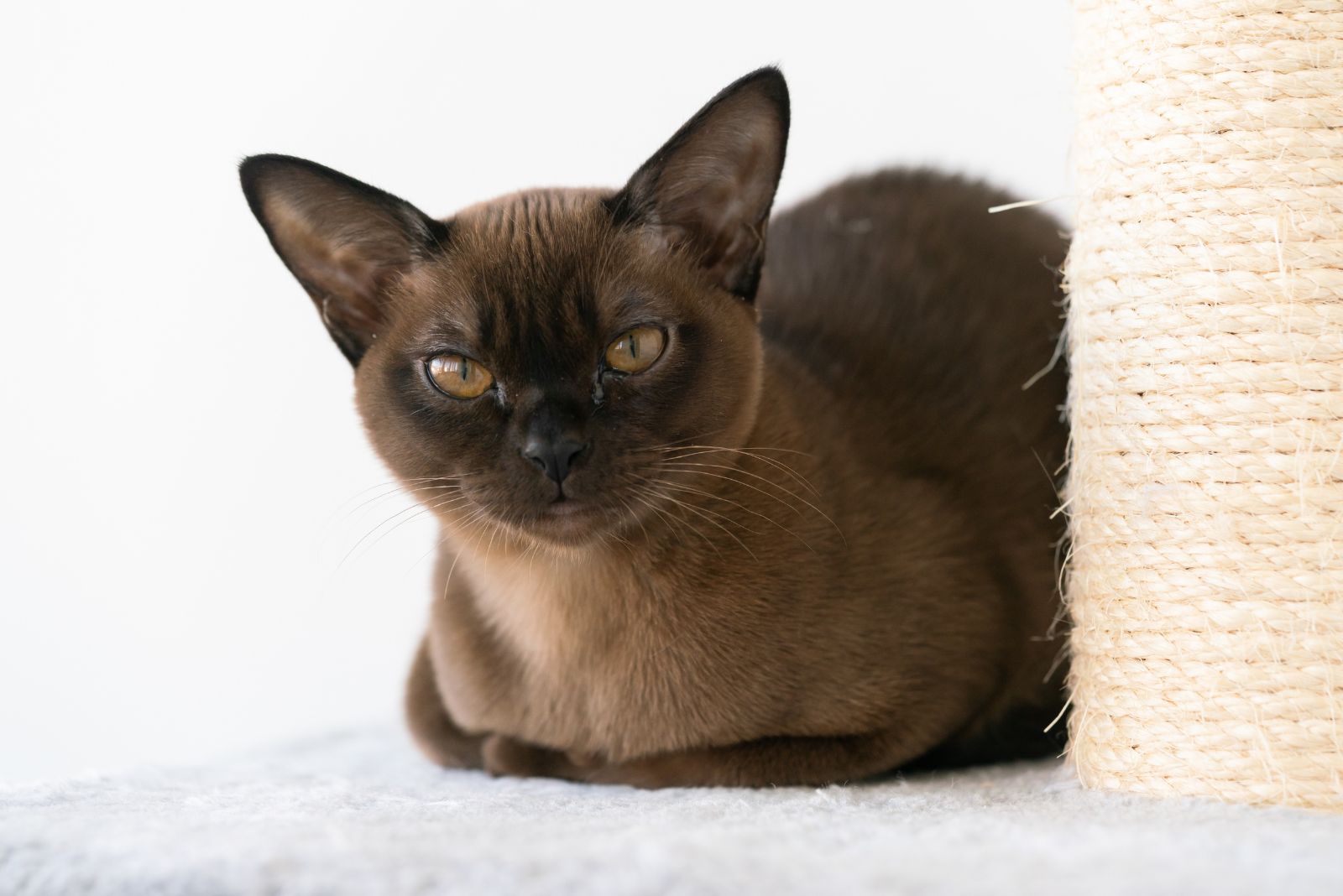 burmese cat