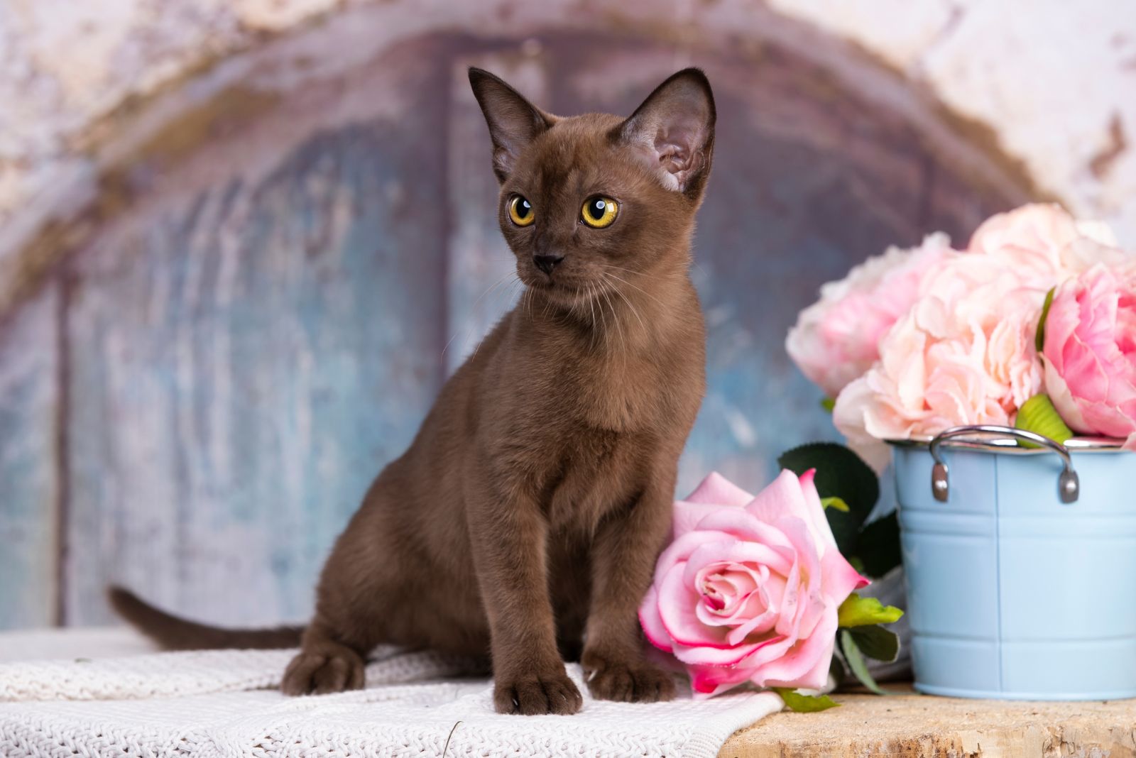 burmese cat