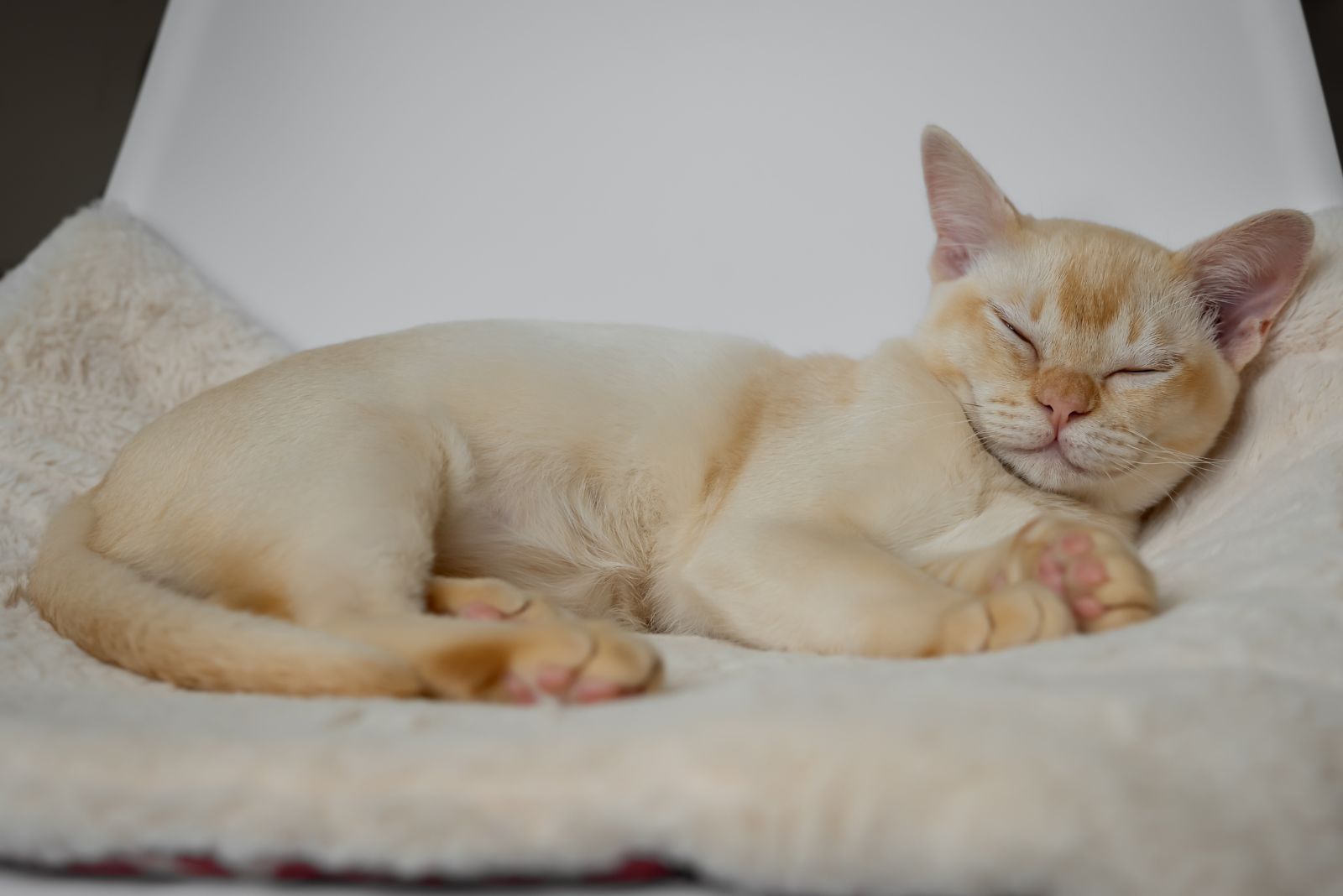 burmese cat