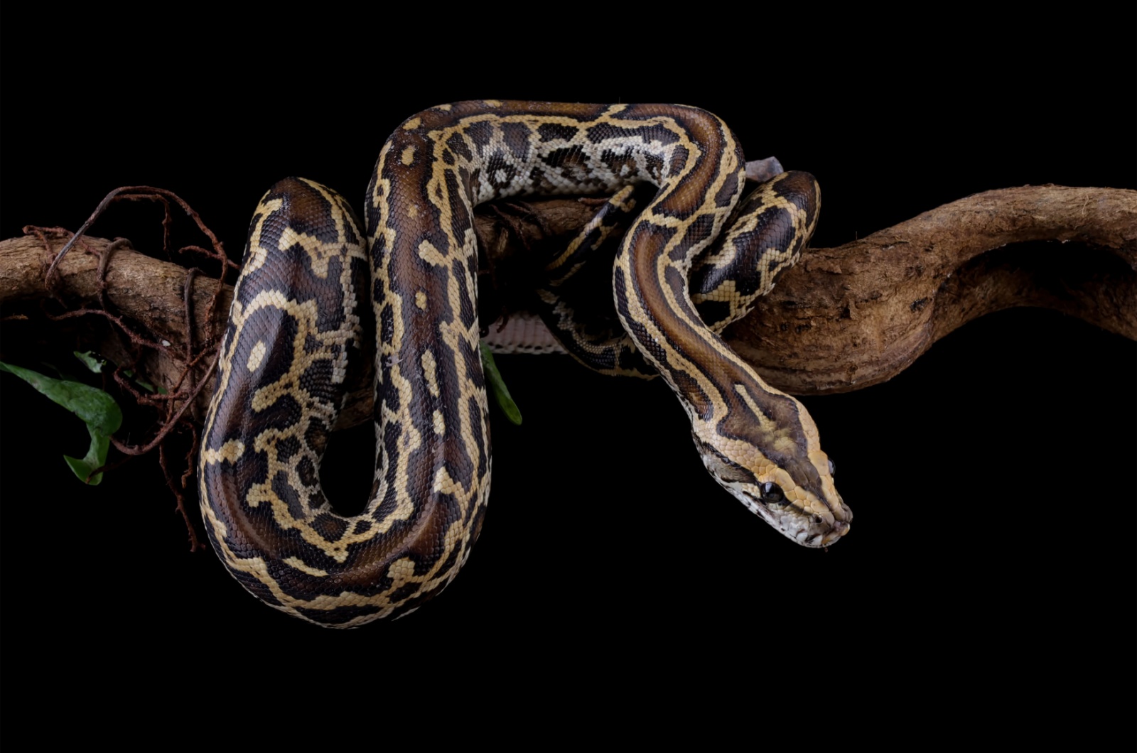 burmese python