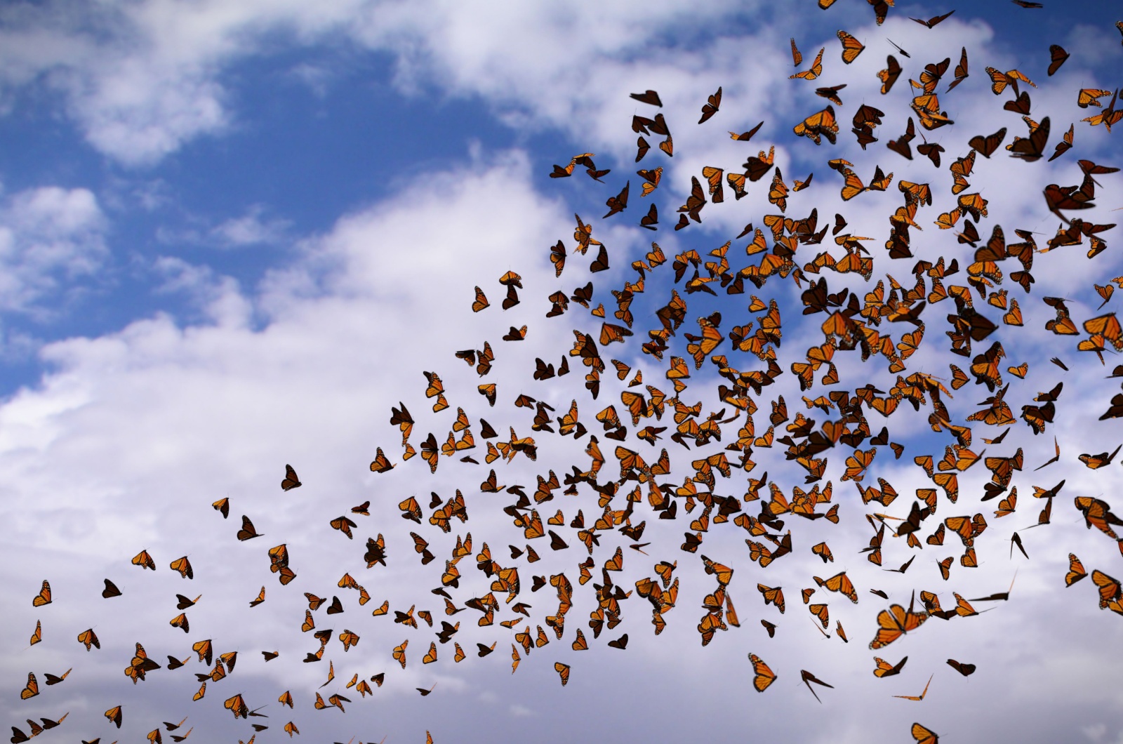 butterflies in flight