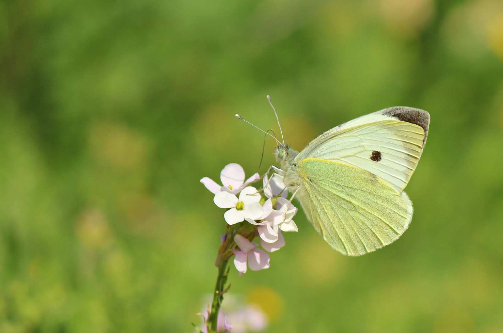 cabbage white