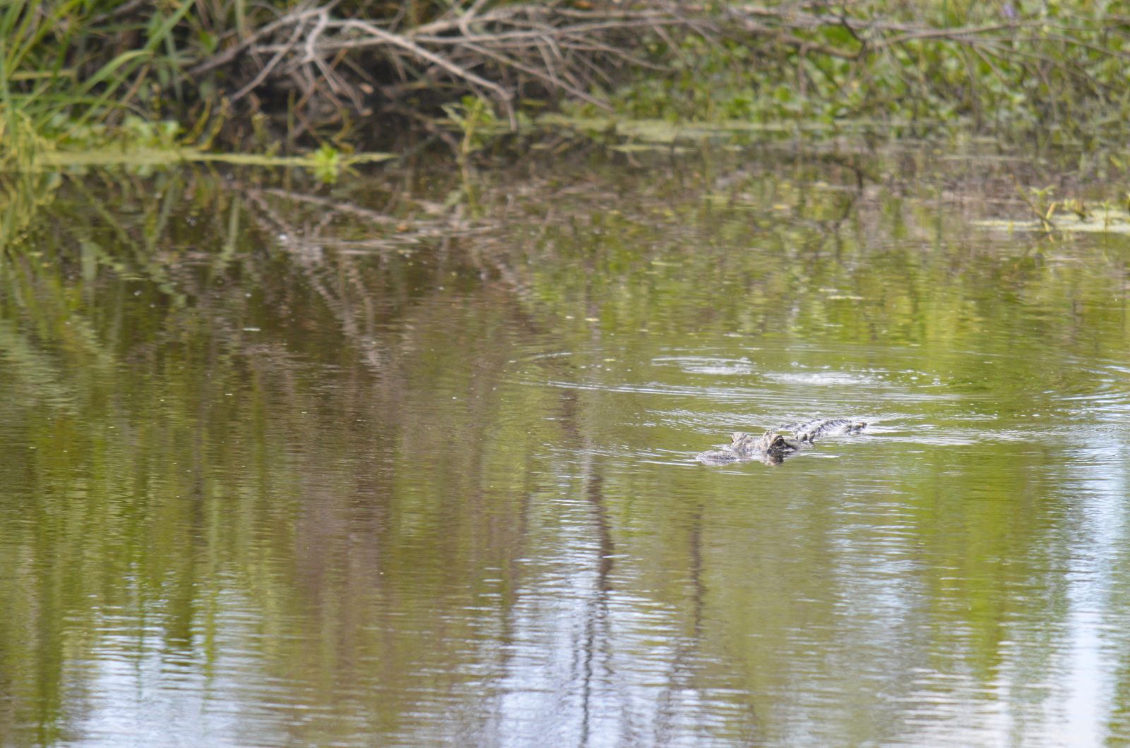 caddo lake