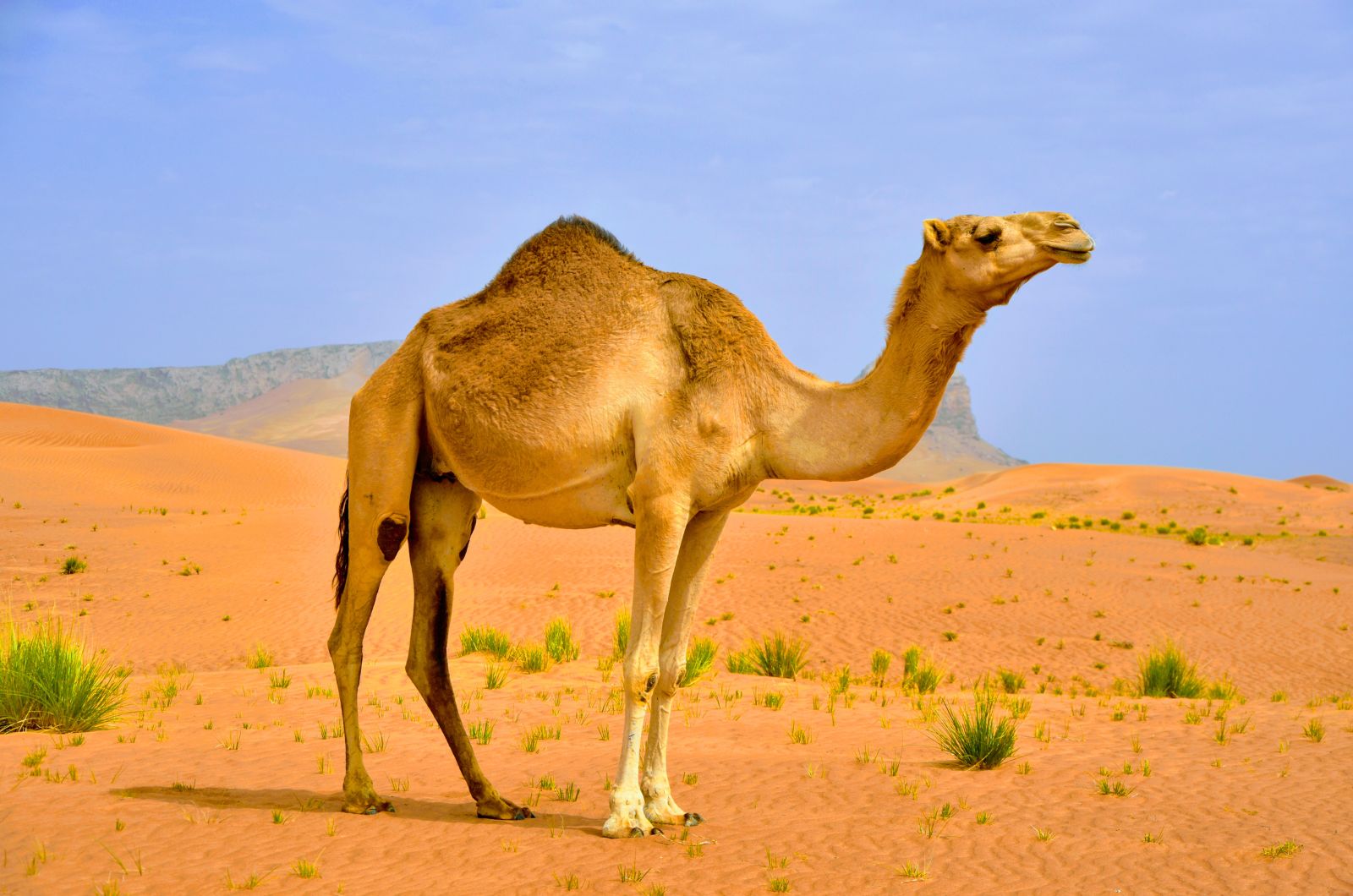 camel in desert