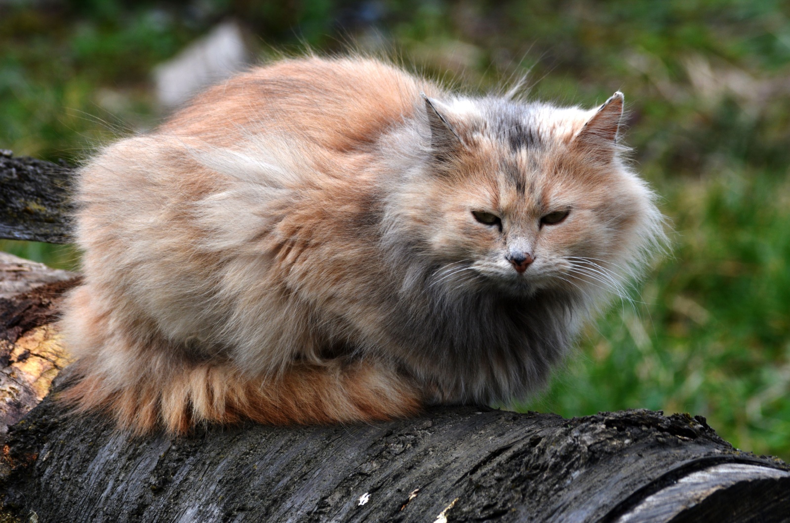 caramel color cat