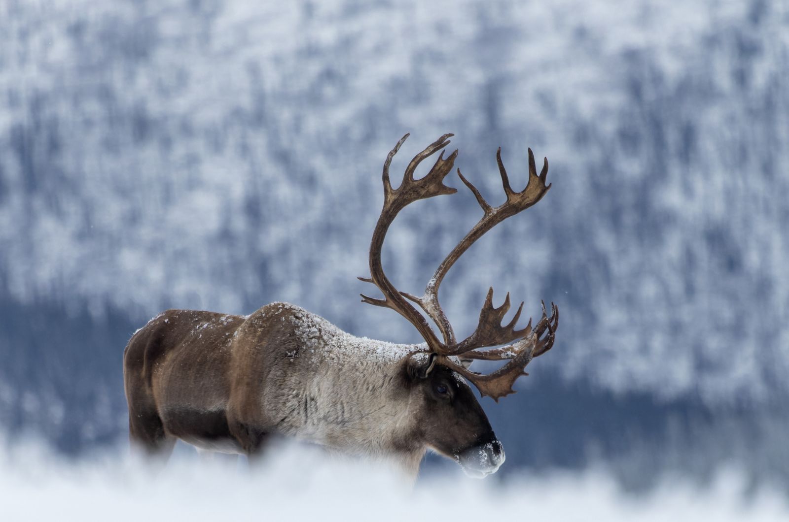 caribou in snow