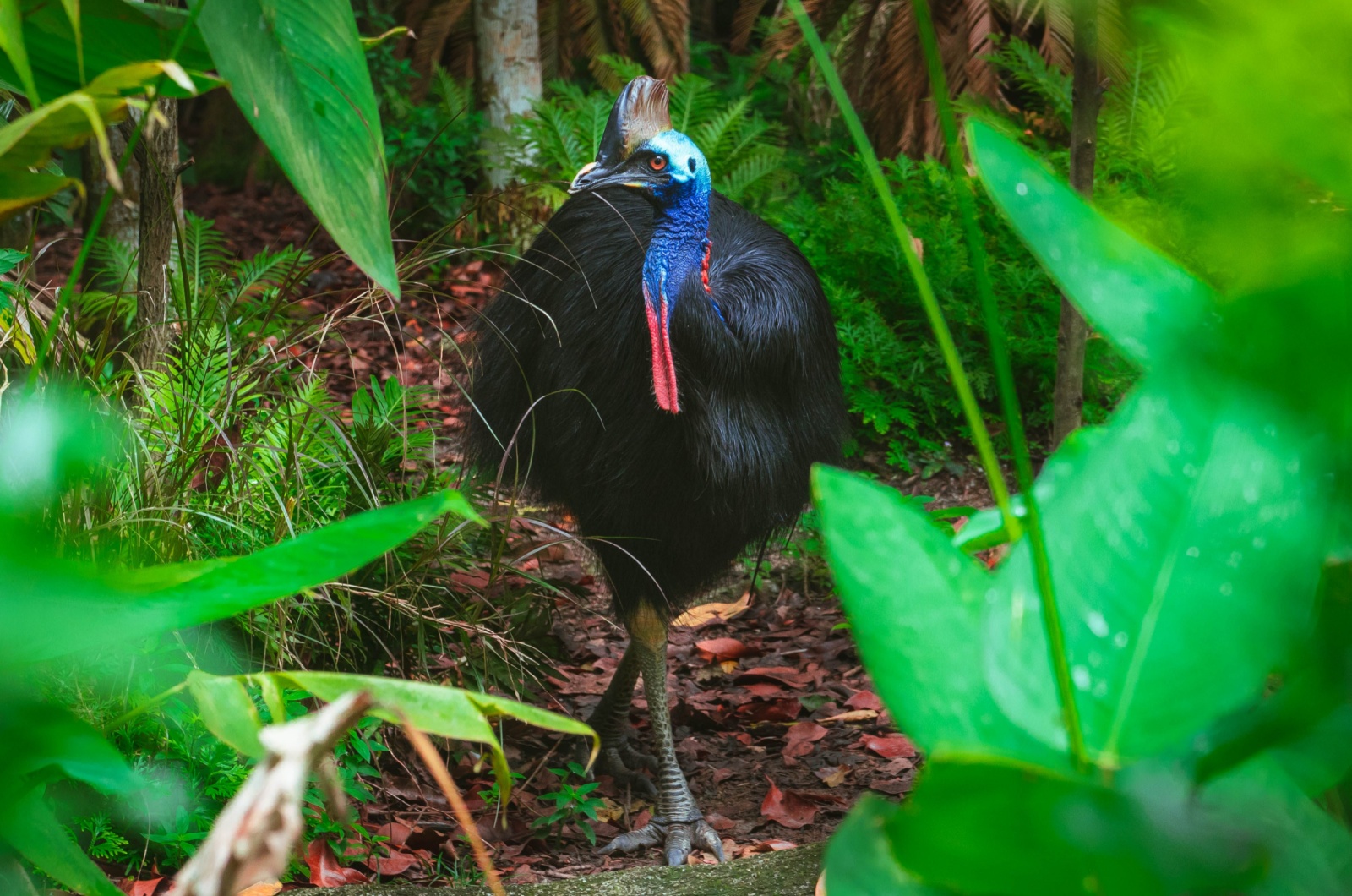 cassowary