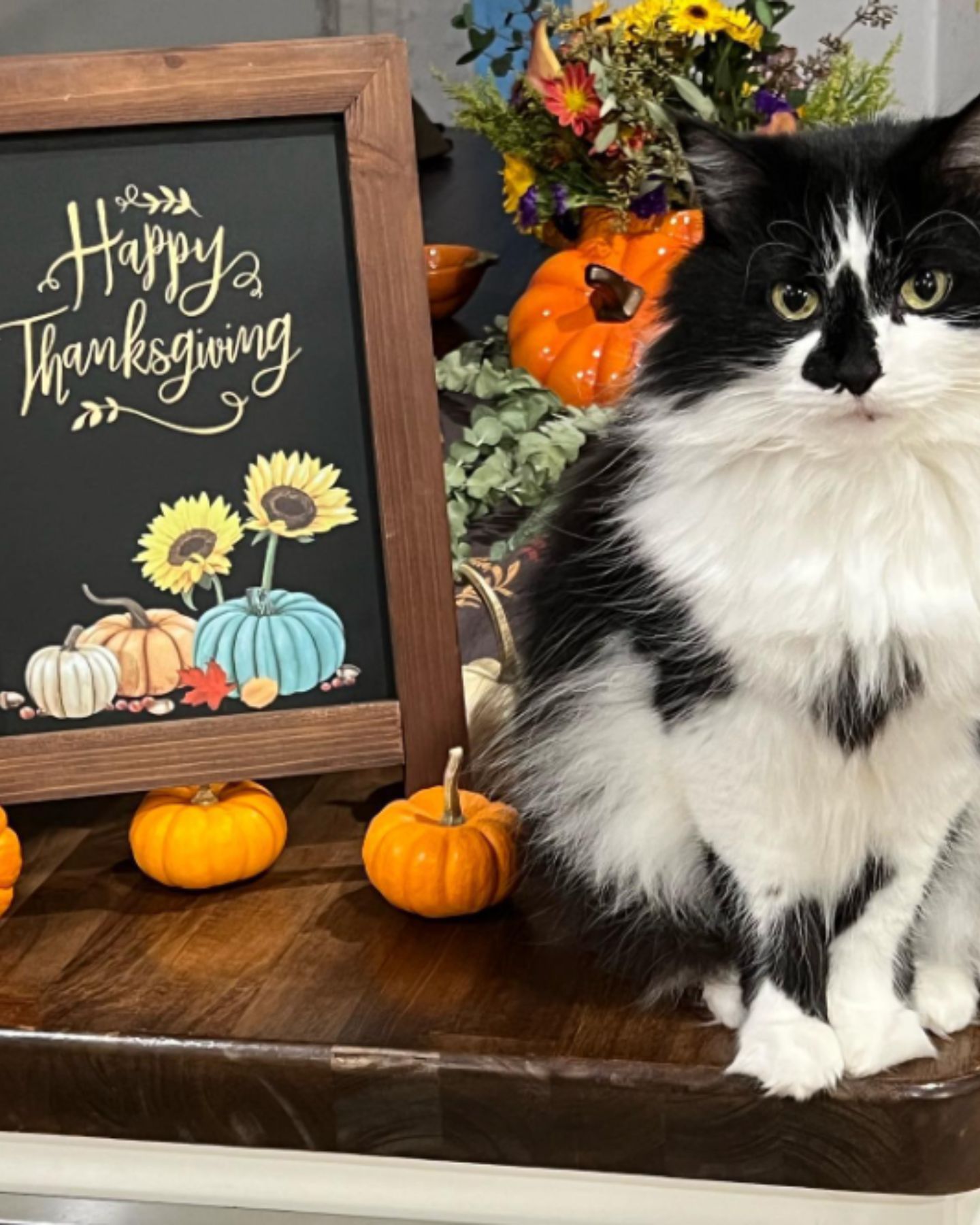 cat and Thanksgiving sing