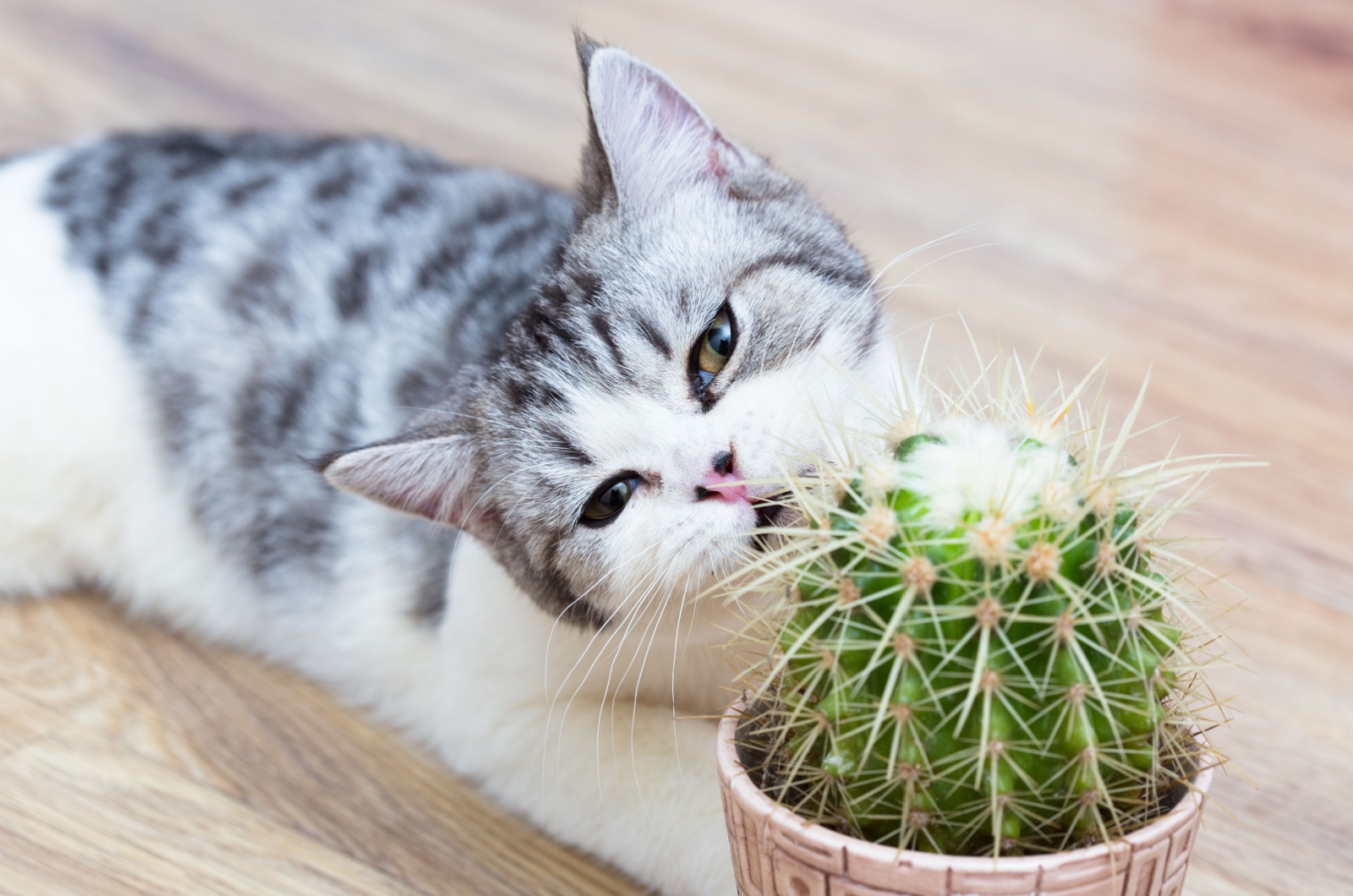 cat and cactus