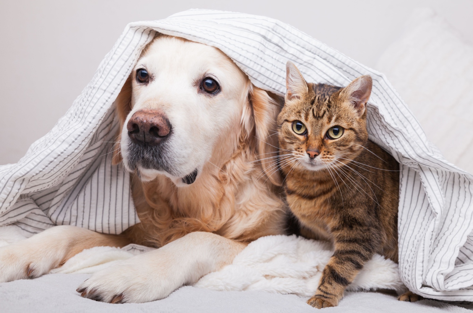 cat and dog under a cover