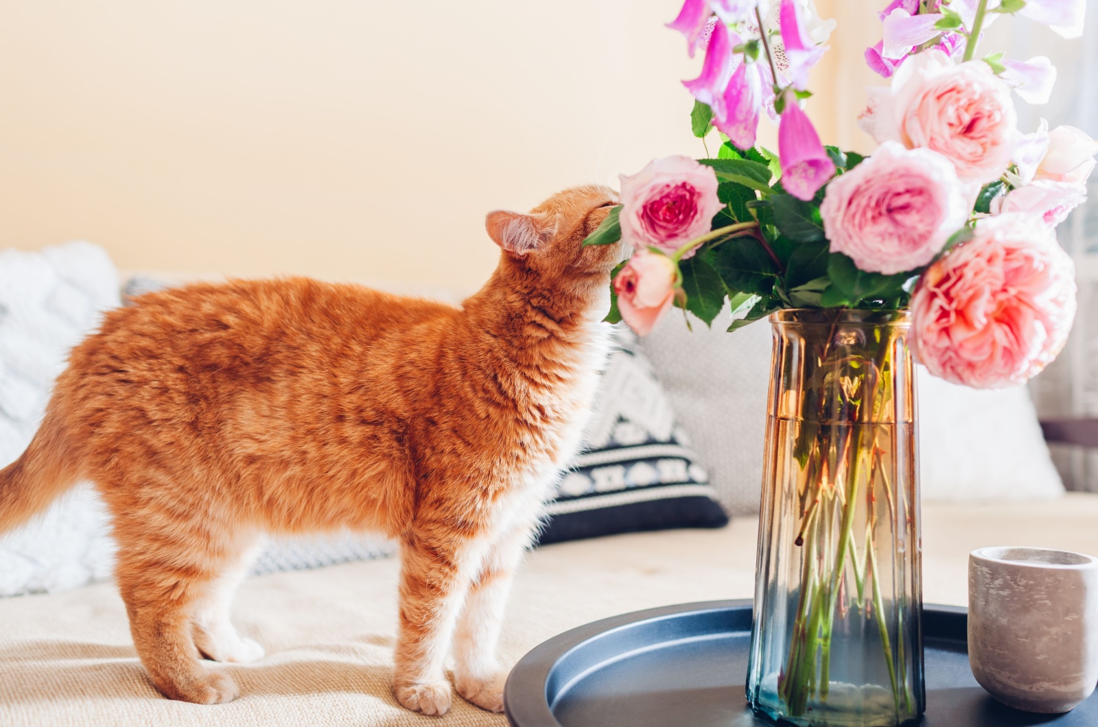 cat and roses