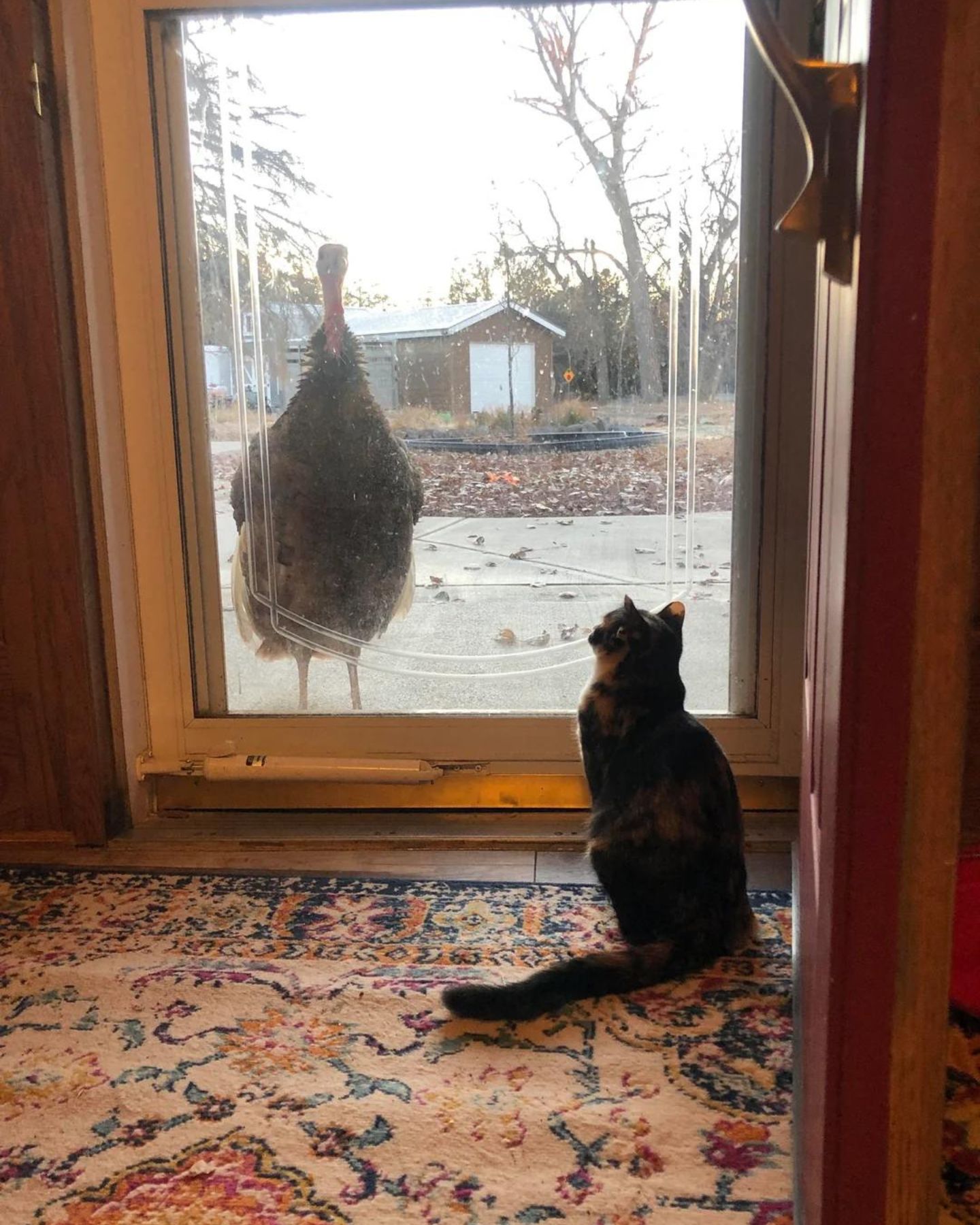 cat and turkey